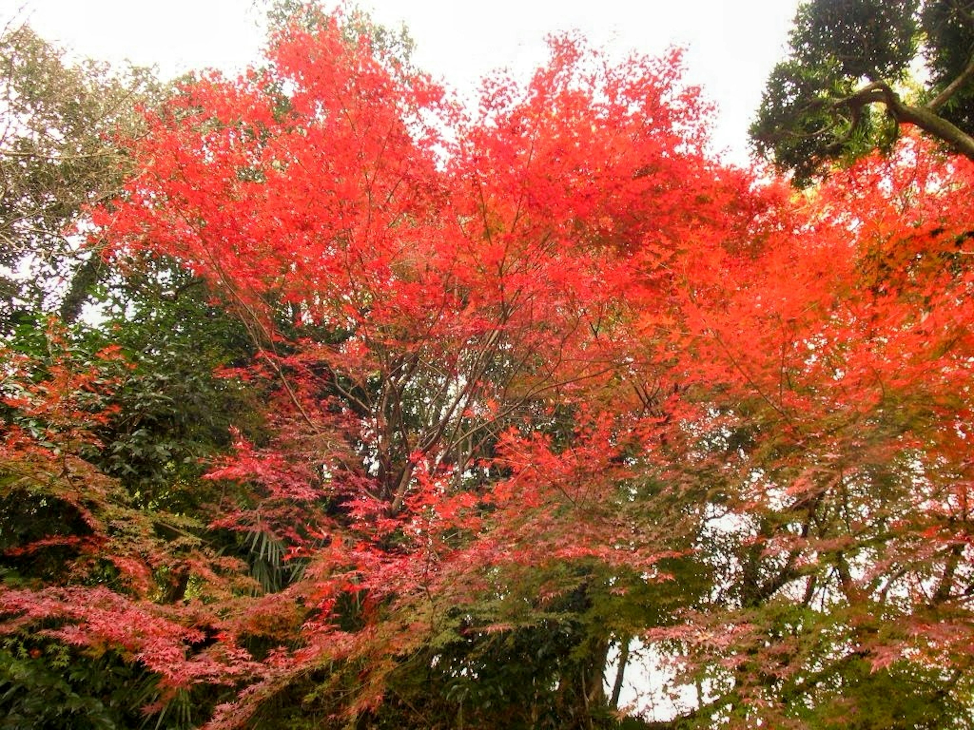 Foglie rosse vivaci di un acero con uno sfondo verde