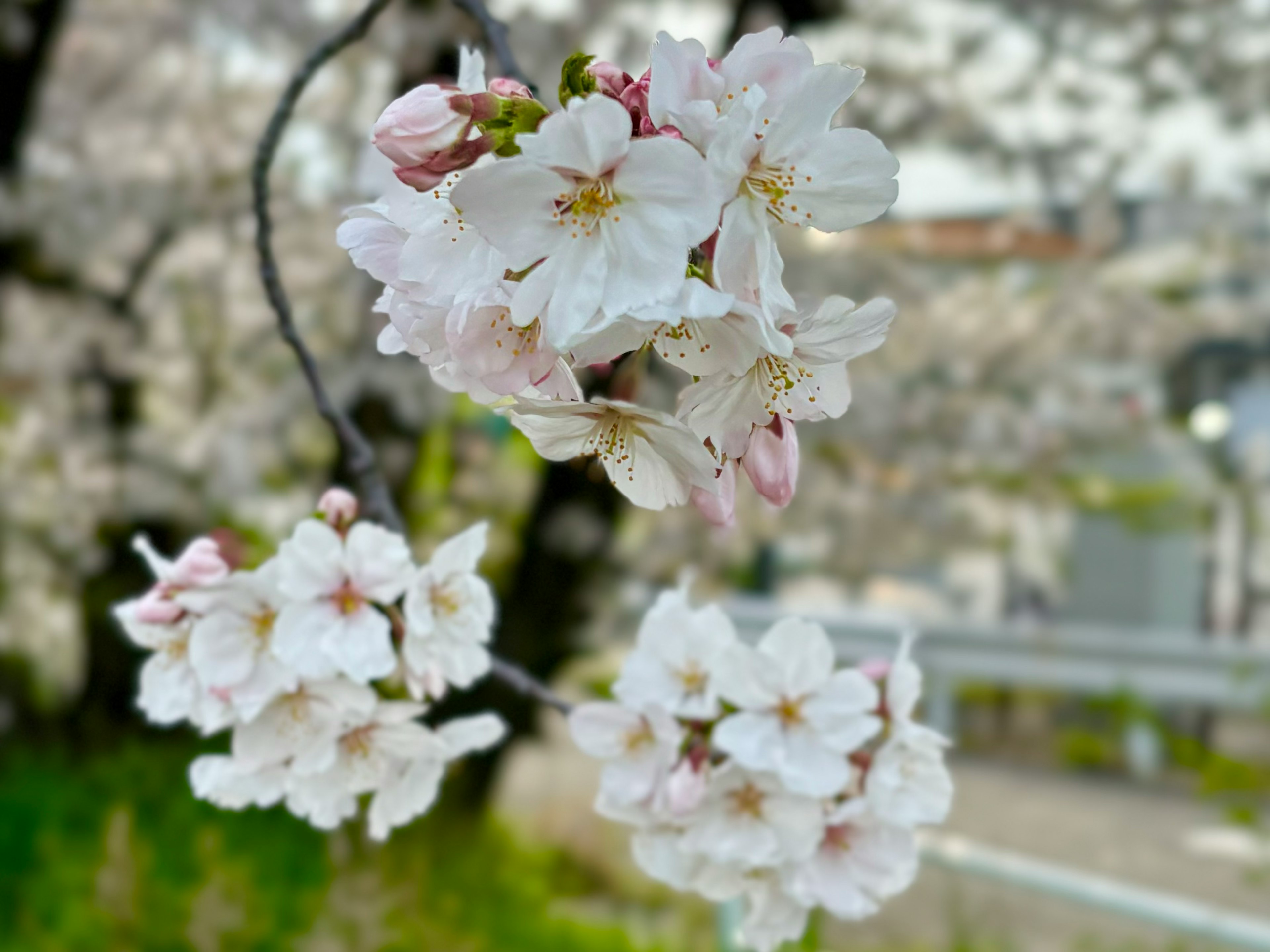 Cherry blossoms in bloom with white petals and delicate pink buds