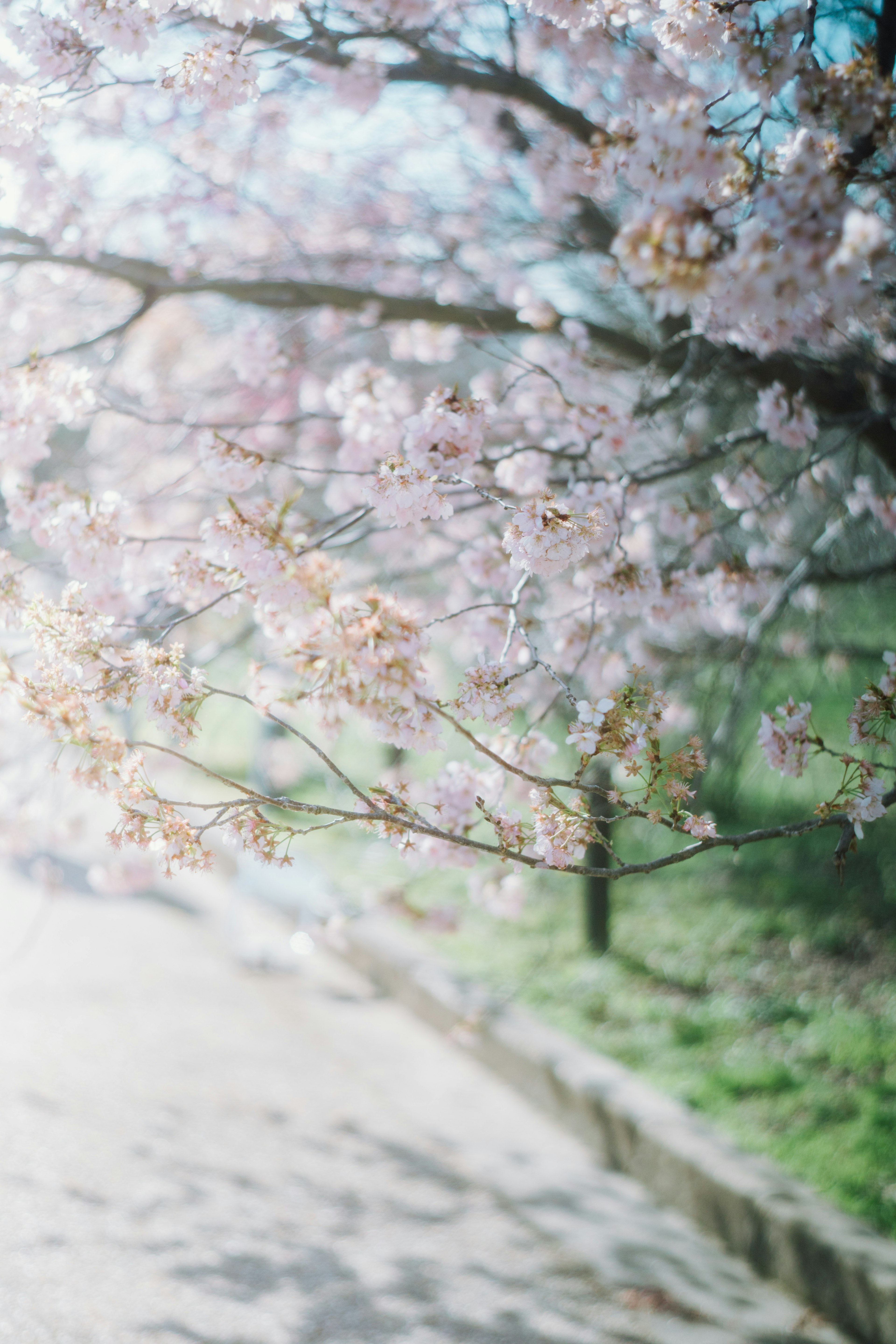 樱花树枝的特写，柔和的光线洒在公园里