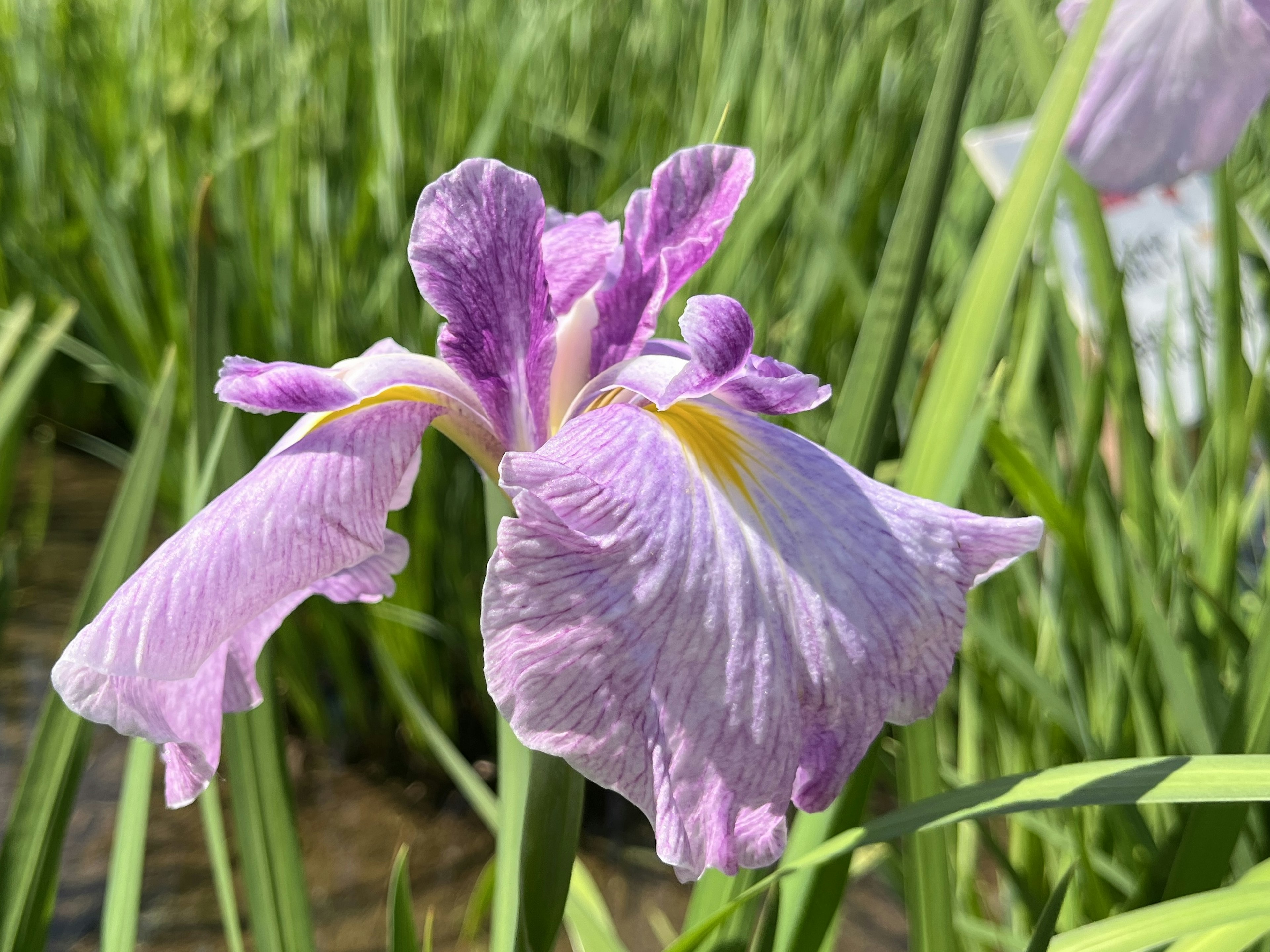 Sebuah bunga iris ungu yang indah mekar di antara daun hijau