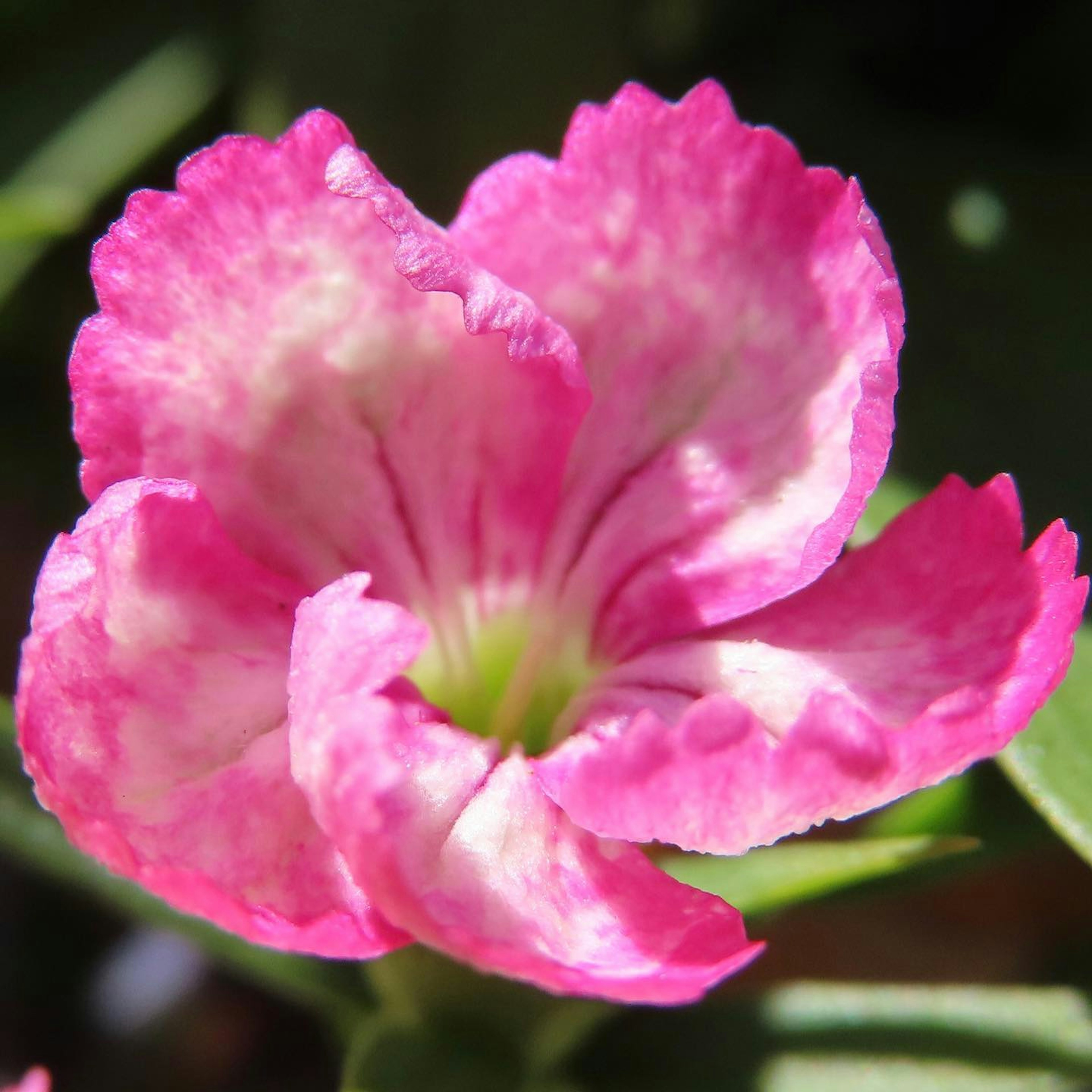 Nahaufnahme einer rosa Blume mit weißen Rändern