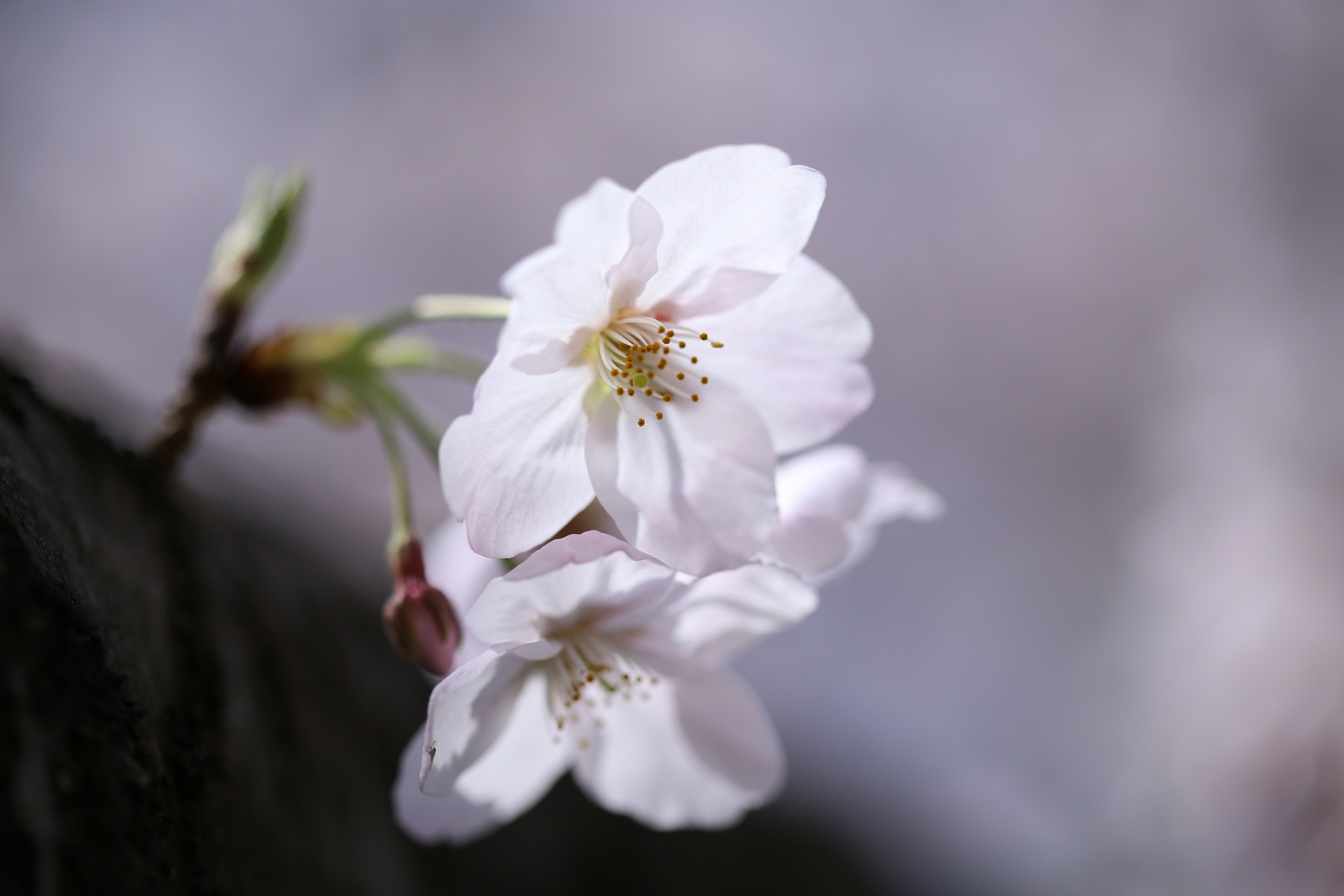 Kedekatan bunga sakura dengan kelopak putih dan benang sari kuning