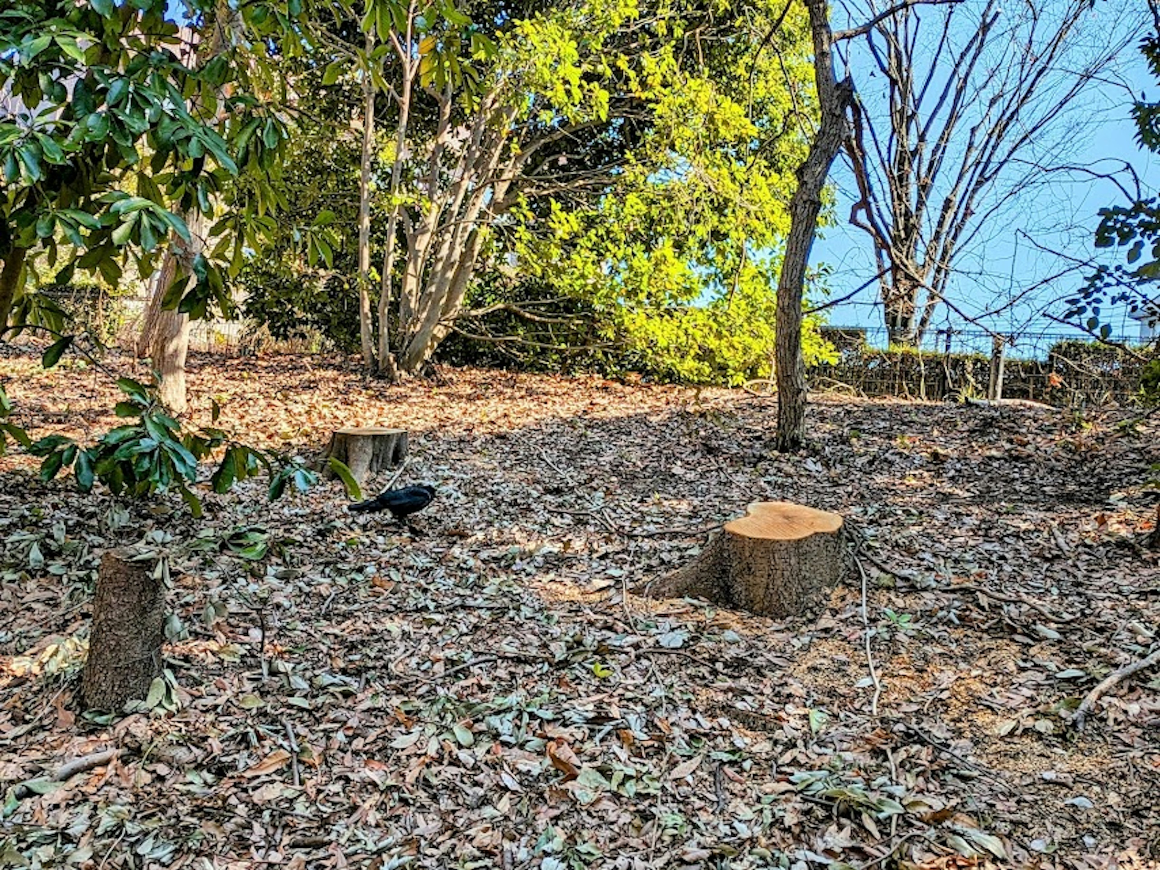 Area sgomberata circondata da alberi verdi con un ceppo d'albero e foglie cadute