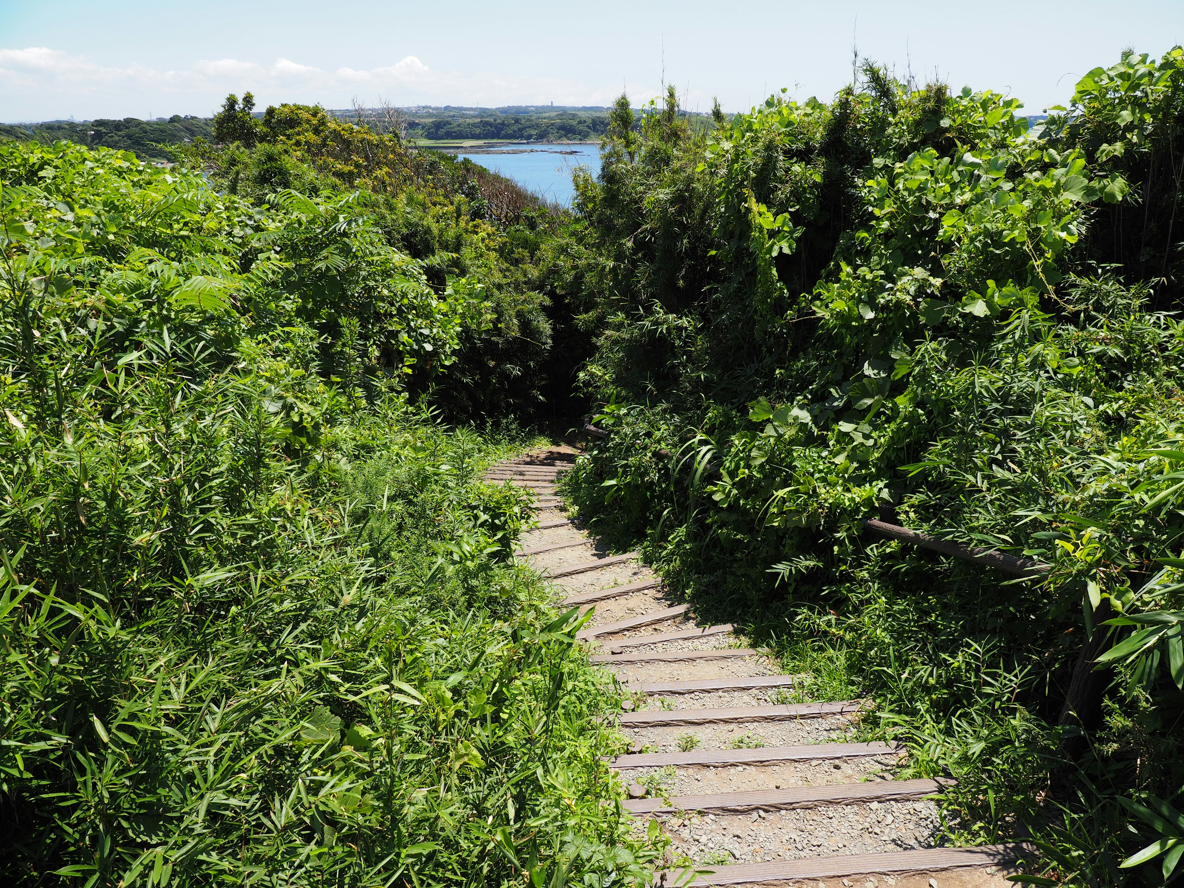 緑豊かな植物に囲まれた木製の階段が海に向かって降りている風景