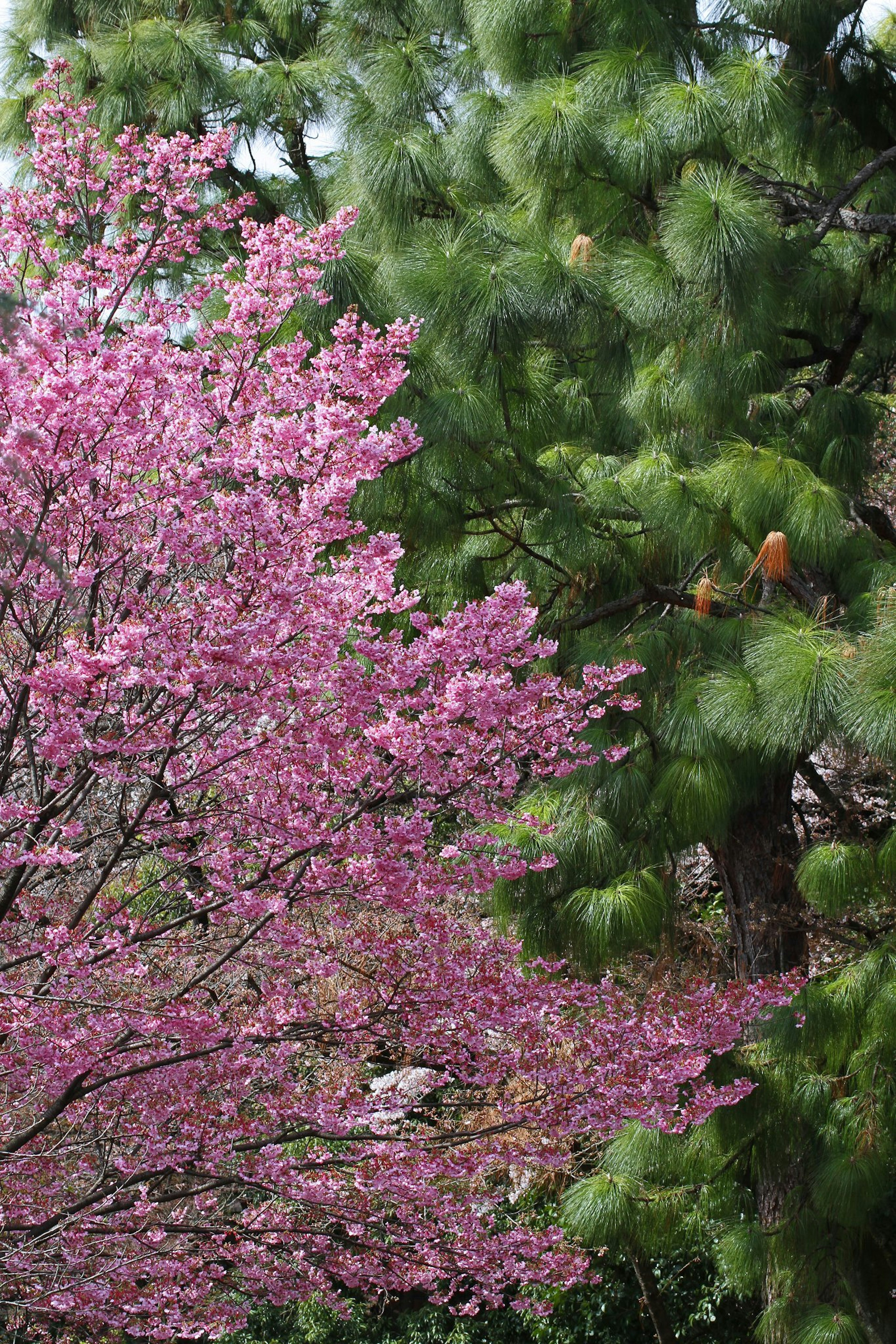 桜の花が咲く木と緑の針葉樹が並ぶ風景