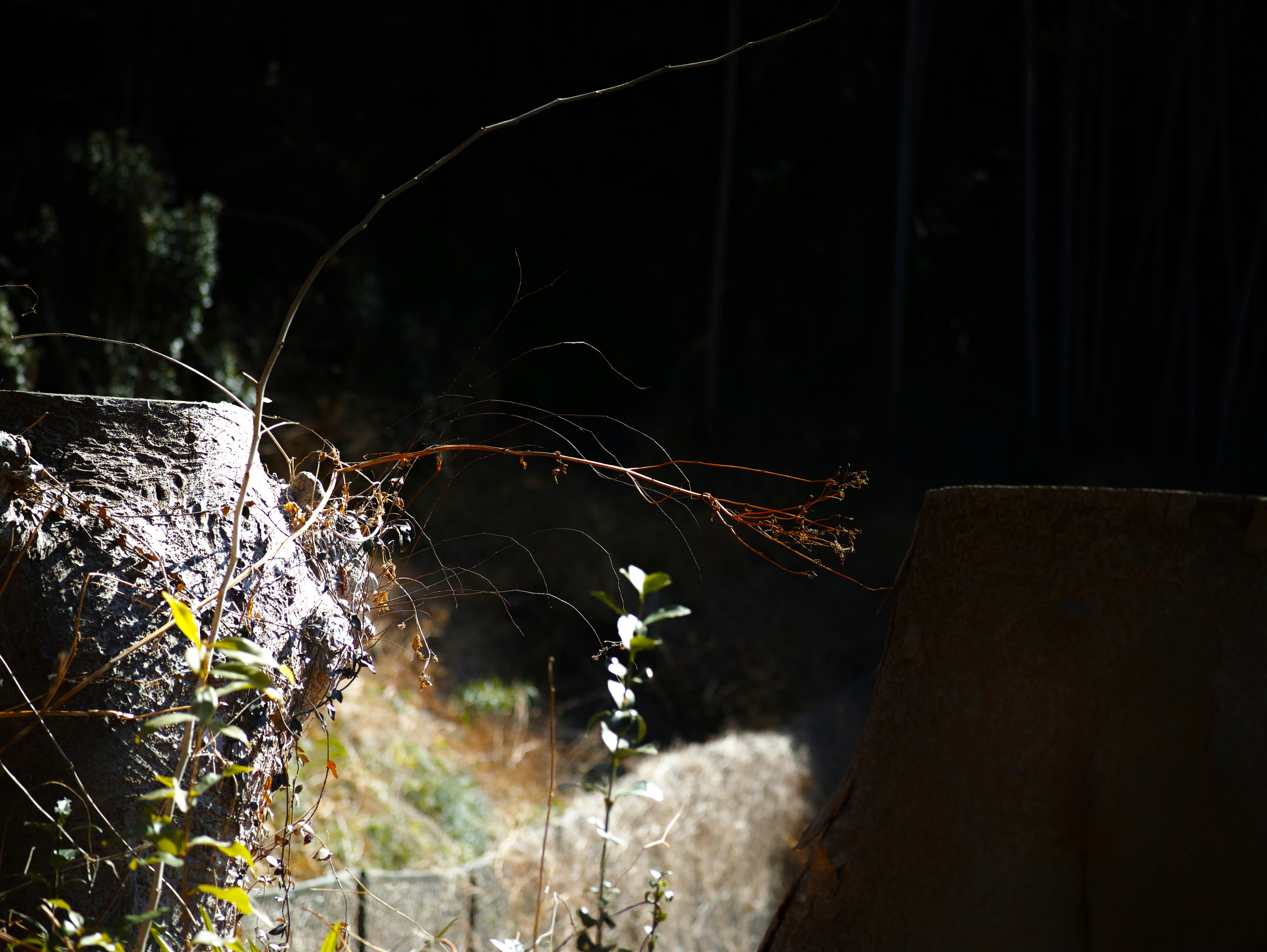 Landscape with light streaming through a dark background small plants growing