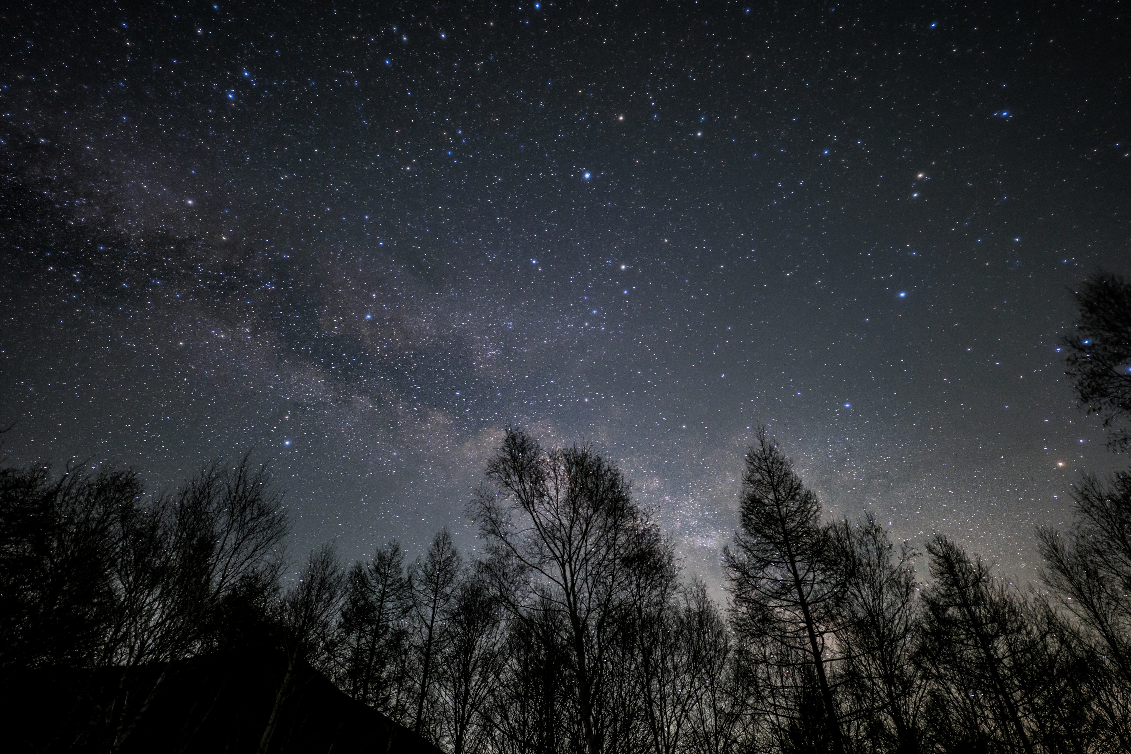 Cielo notturno pieno di stelle e silhouette di alberi