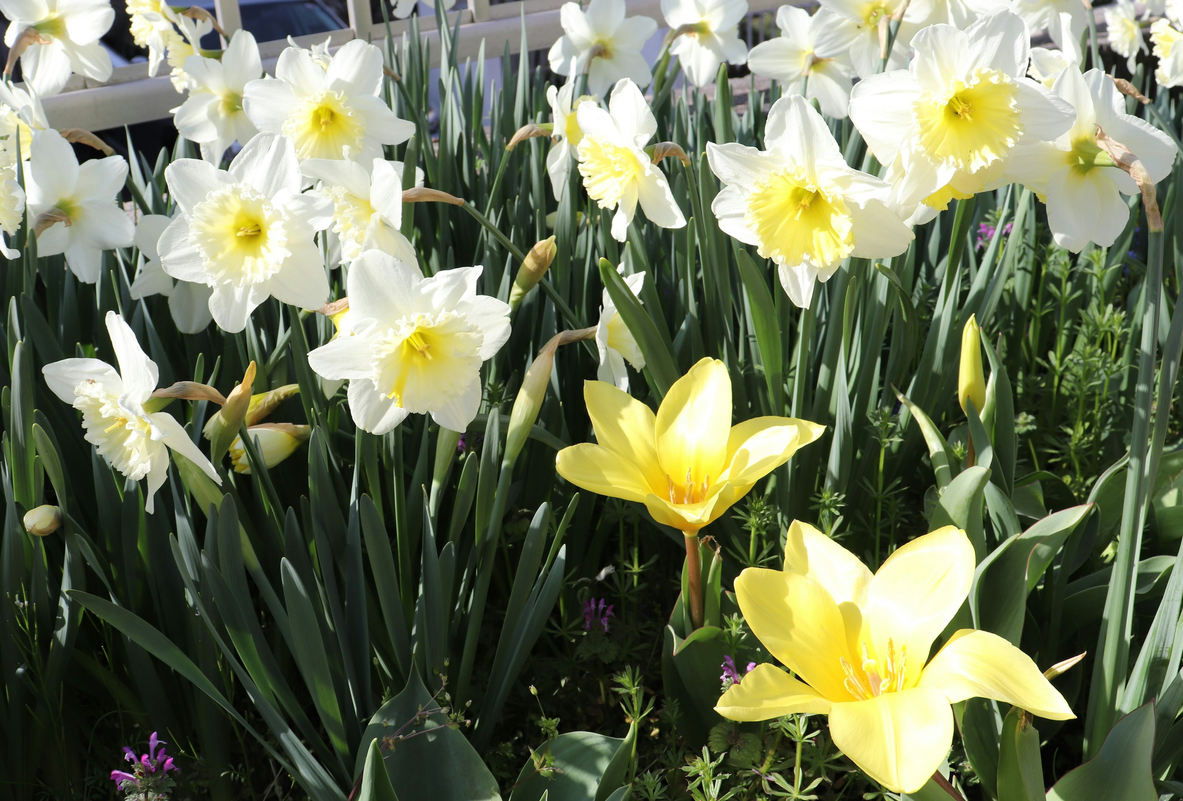 Scena di giardino con narcisi bianchi e fiori gialli