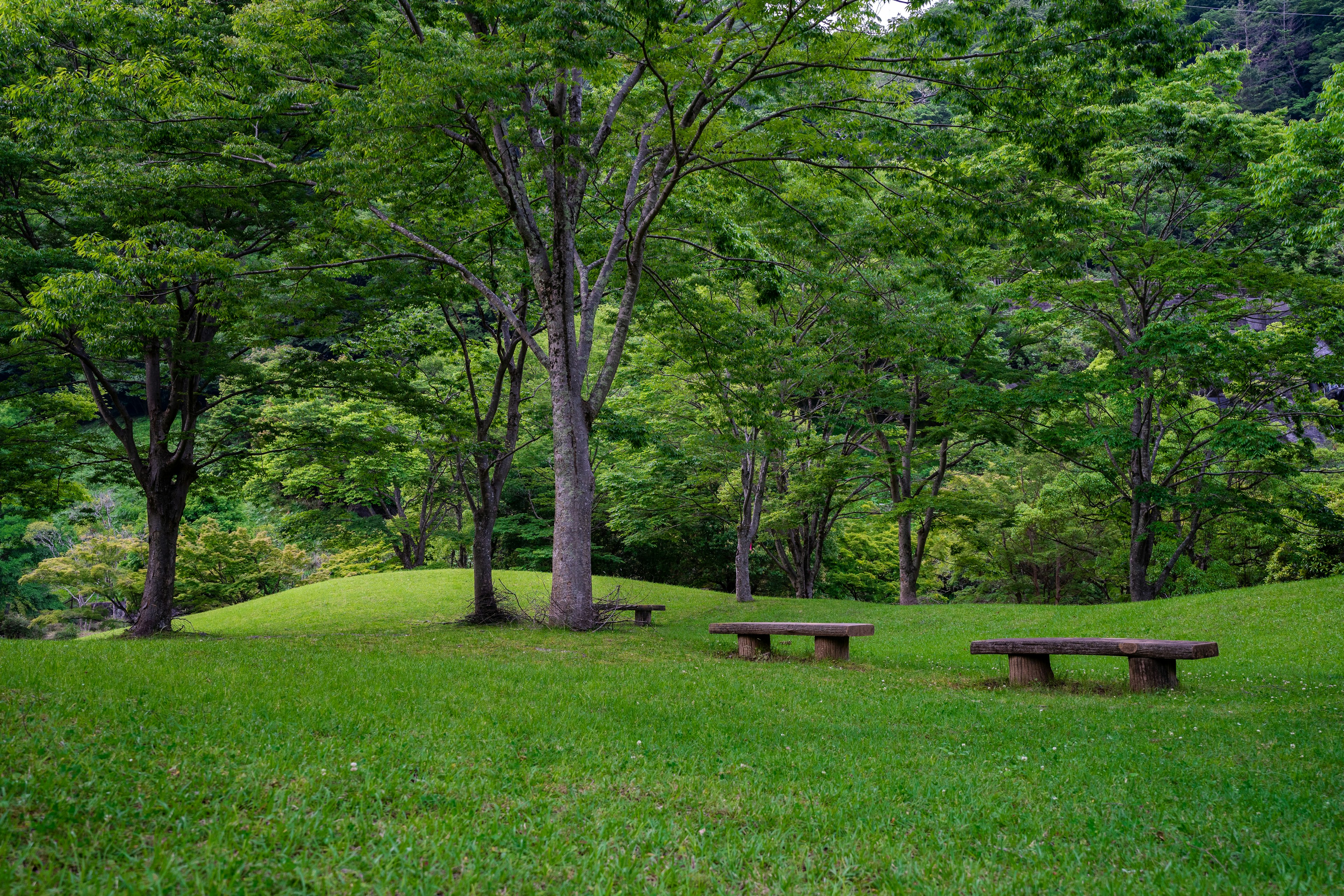 Lush park landscape featuring large trees and benches on grass