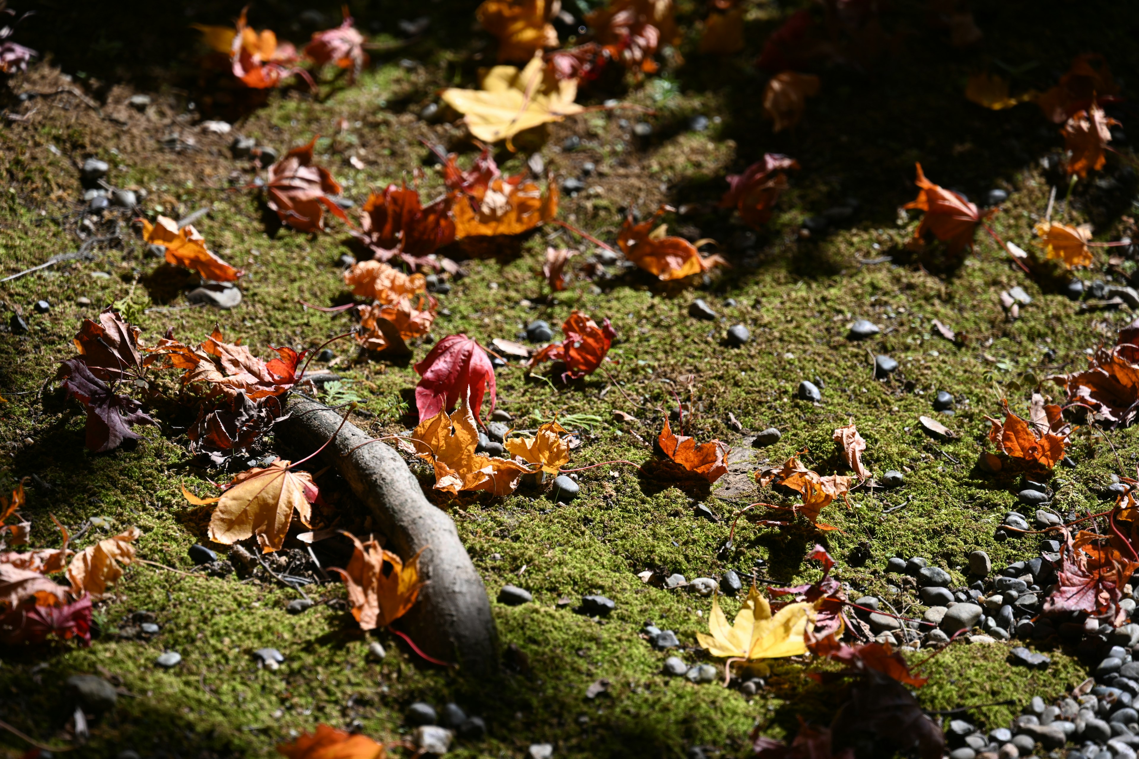 秋の落ち葉が敷き詰められた緑の苔の上にある石