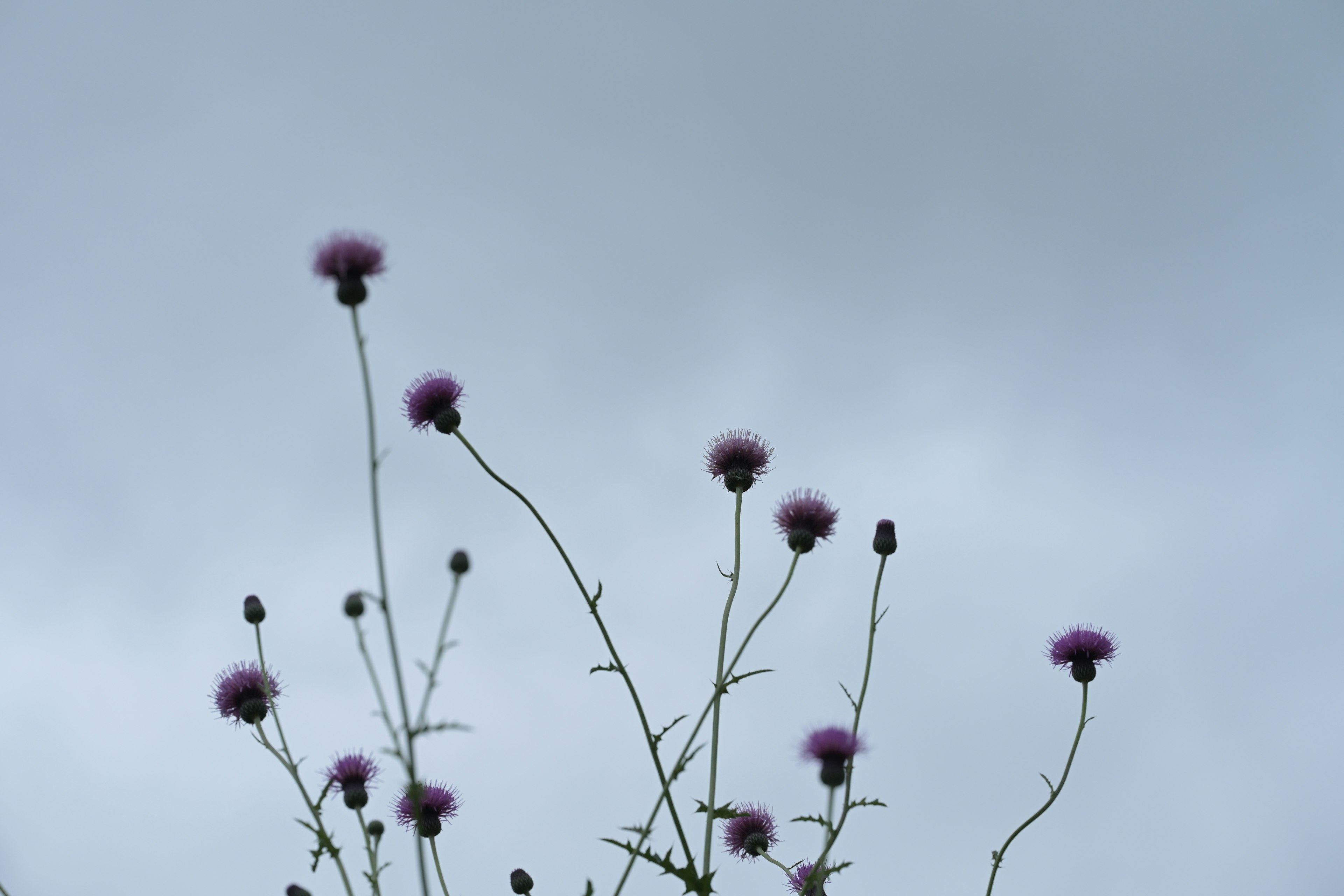 Tiges fines avec des fleurs violettes claires s'élevant vers un ciel gris