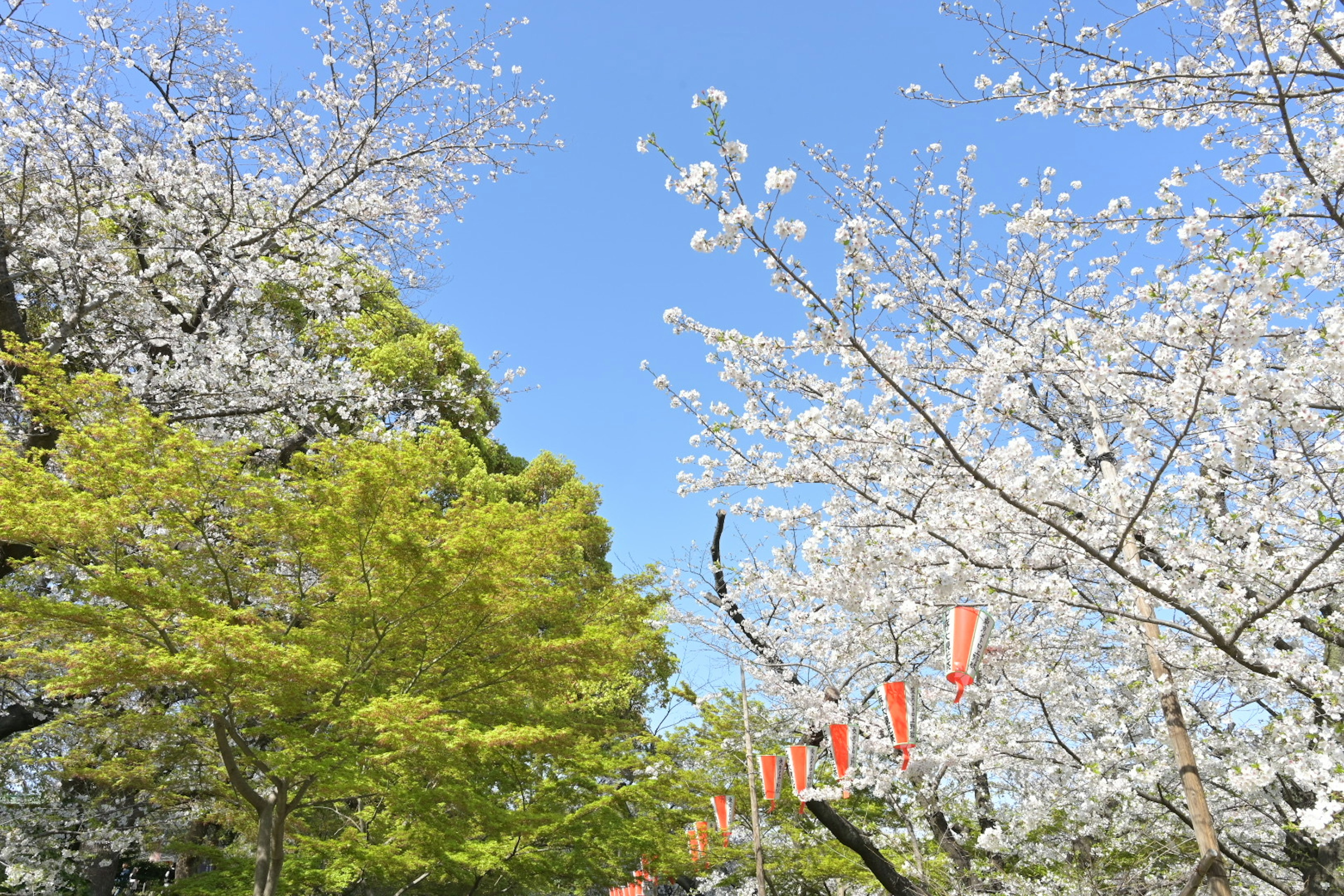 Kirschblüten blühen unter einem klaren blauen Himmel mit grünen Bäumen