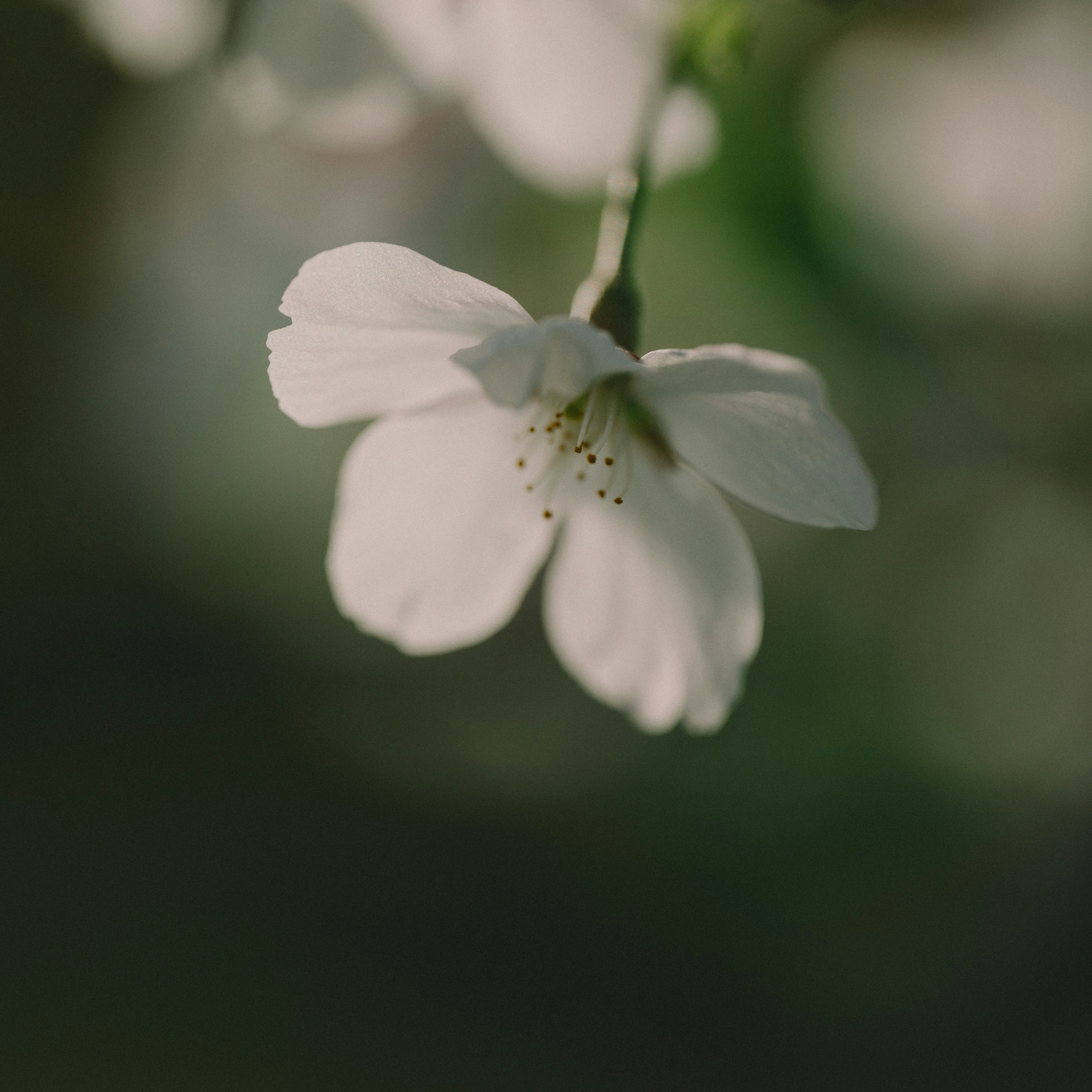 白い花が緑の背景に浮かんでいる