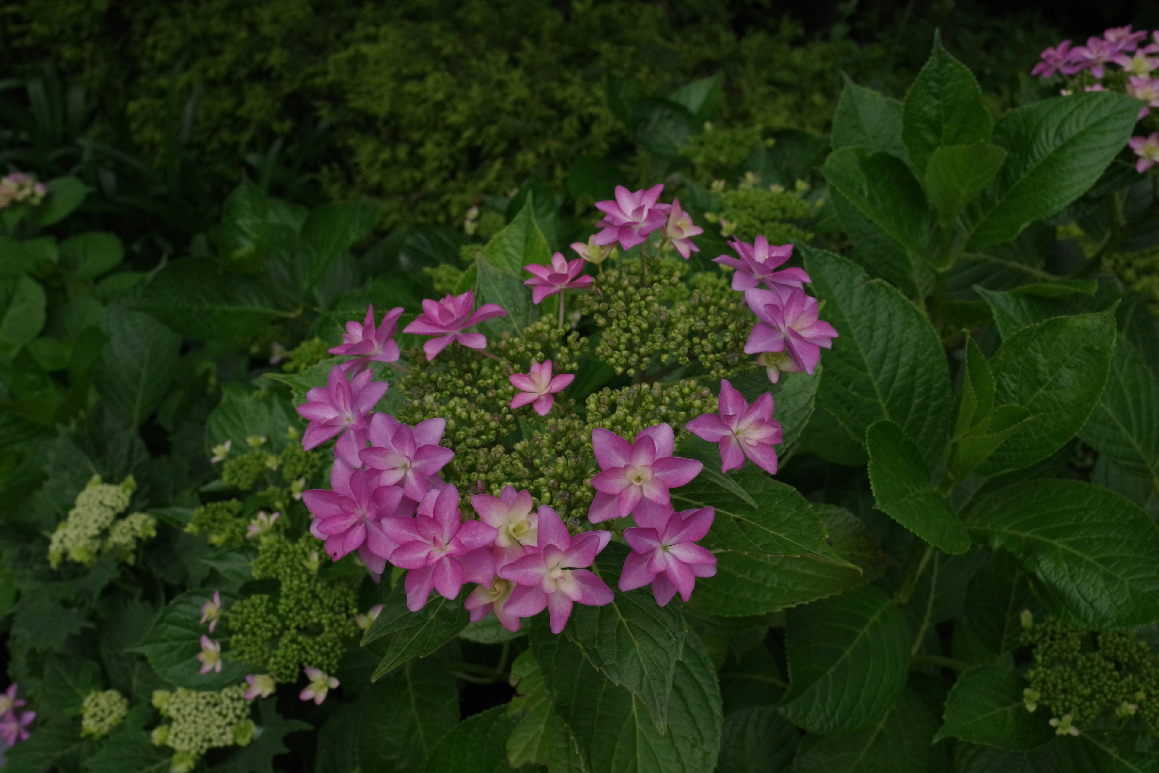 Flores rosas rodeadas de hojas verdes