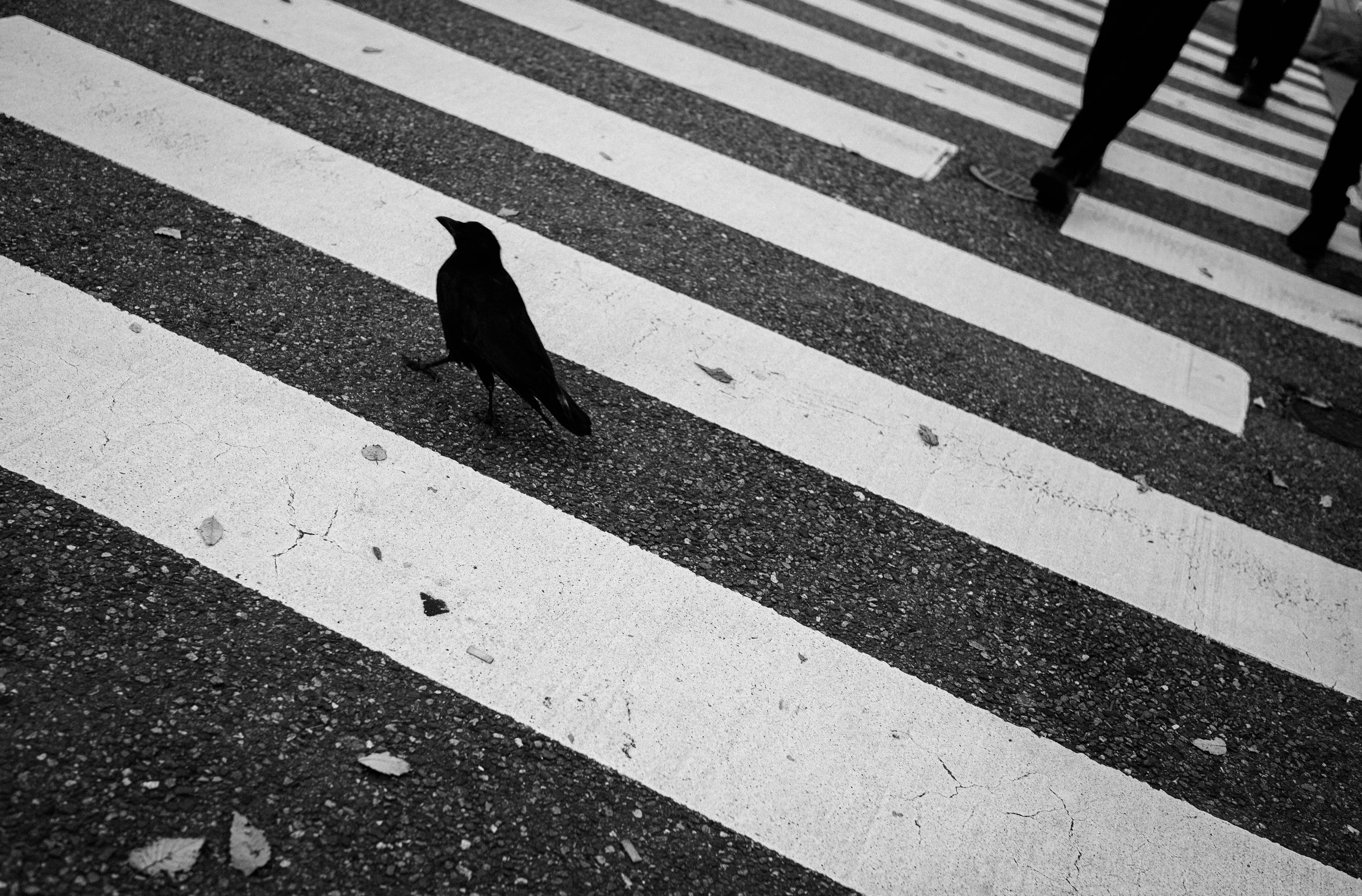 白い横断歩道を横切るカラスと人々のシルエット