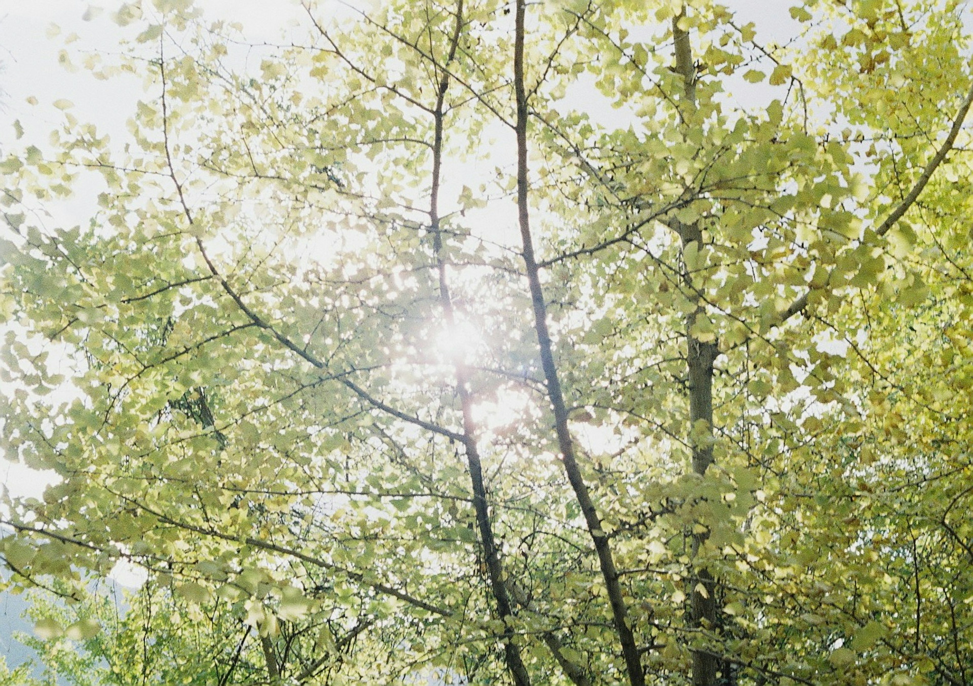 Bright sunlight filtering through green leaves and tree branches