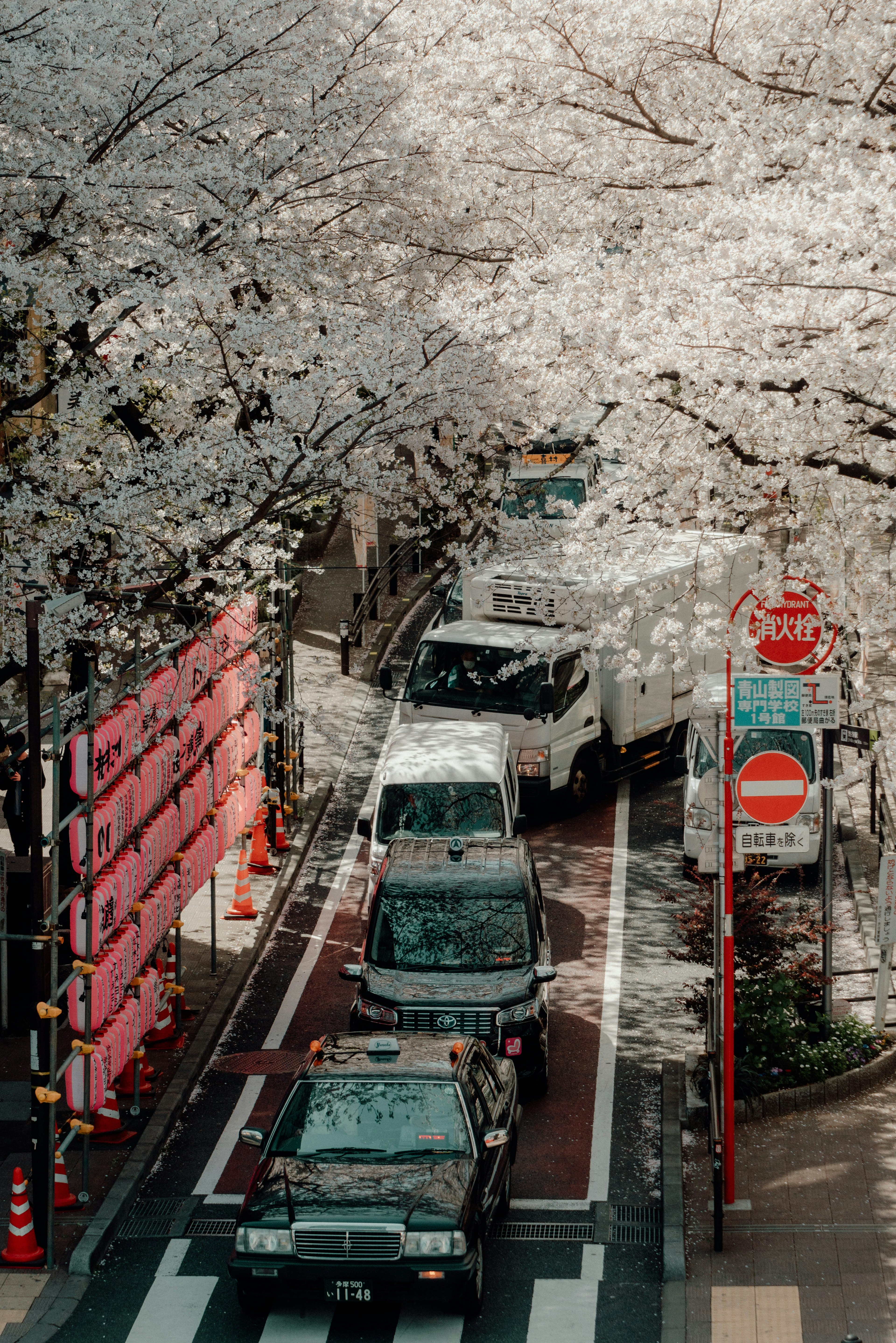 桜の木に囲まれた通りで車が走っている風景