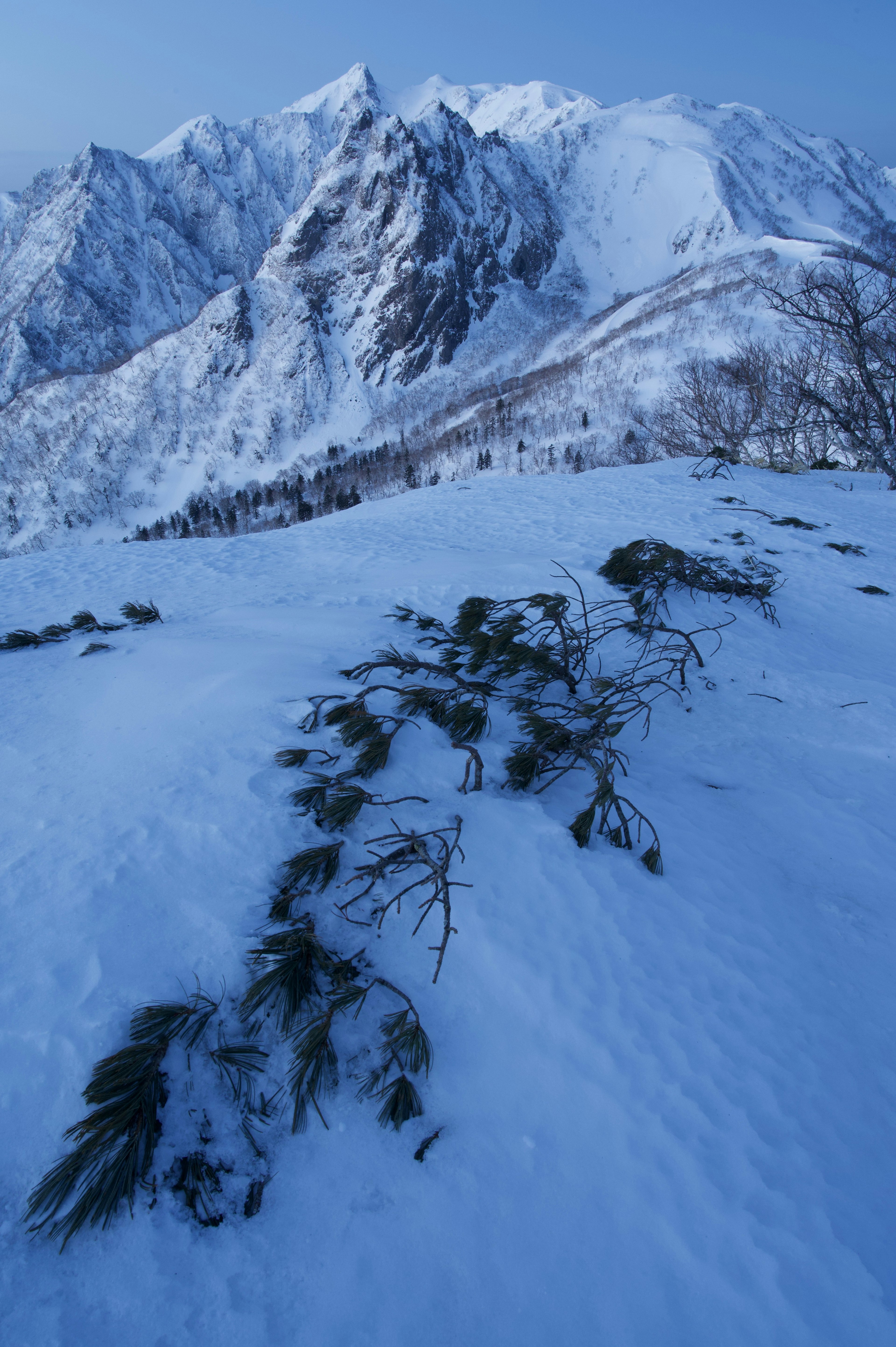 Montagne innevate con rami verdi in primo piano