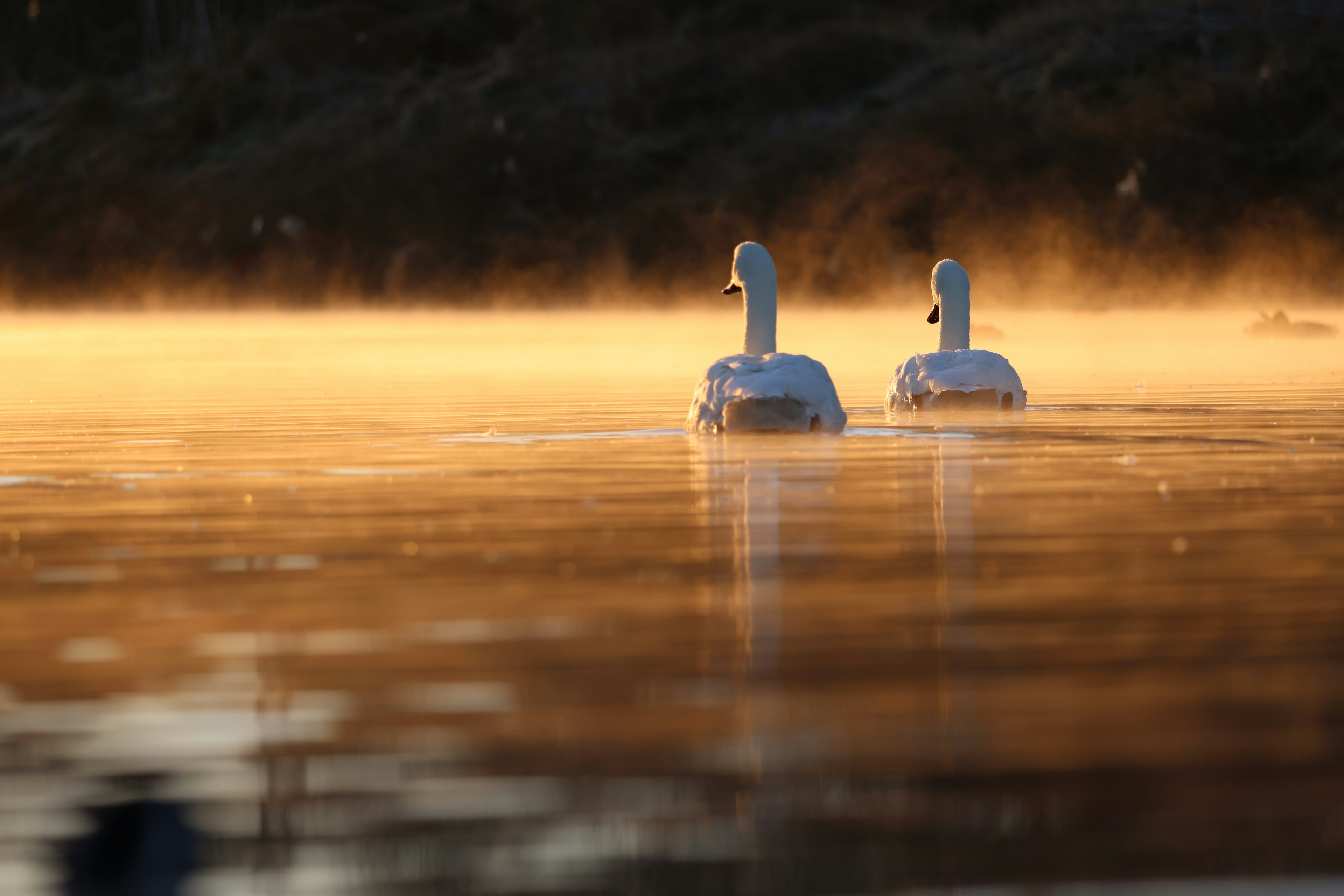 Zwei Schwäne gleiten auf einem nebligen See bei Sonnenaufgang mit goldenen Reflexionen