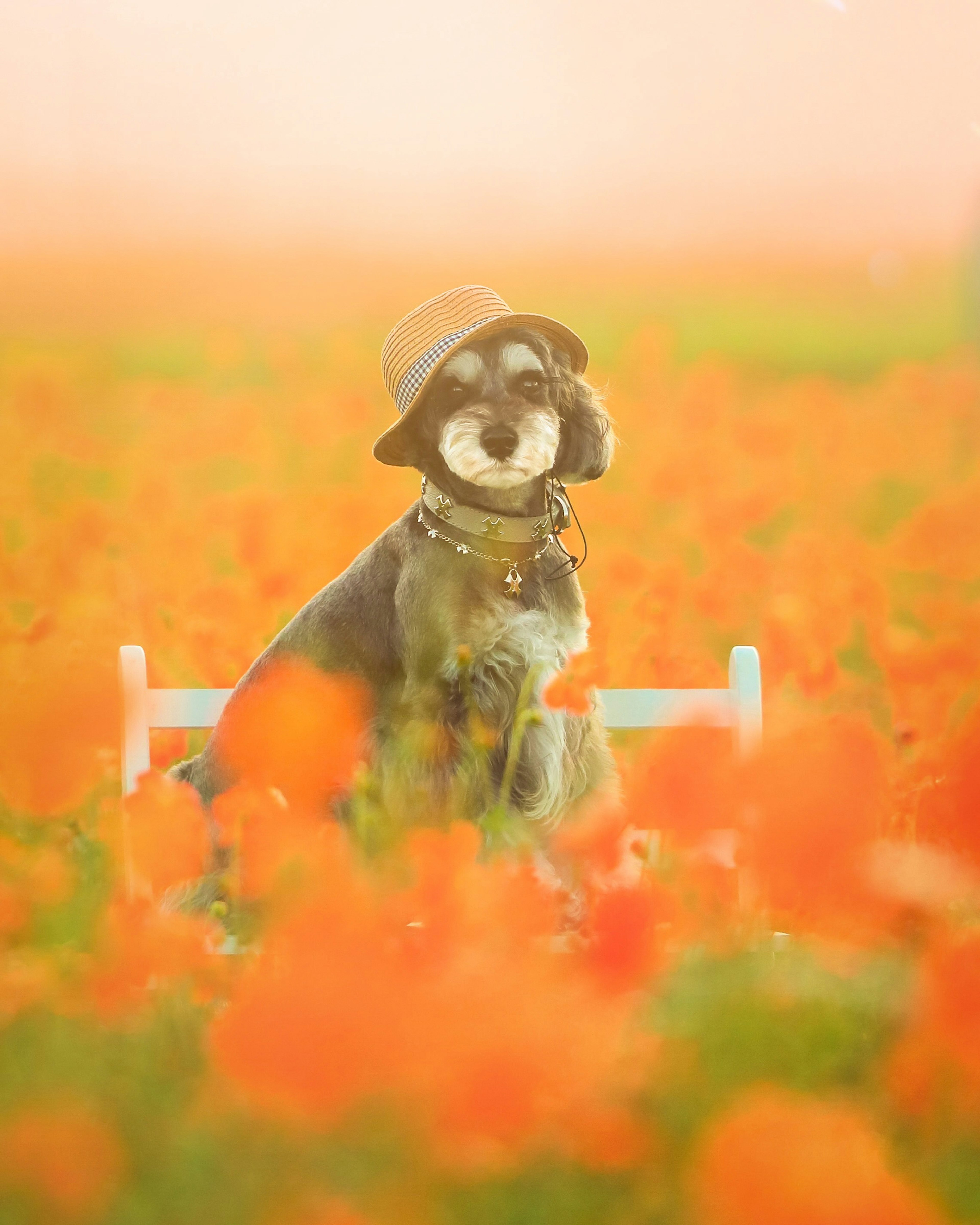 Ein Hund mit einem Hut, der in einem orangefarbenen Blumenfeld sitzt