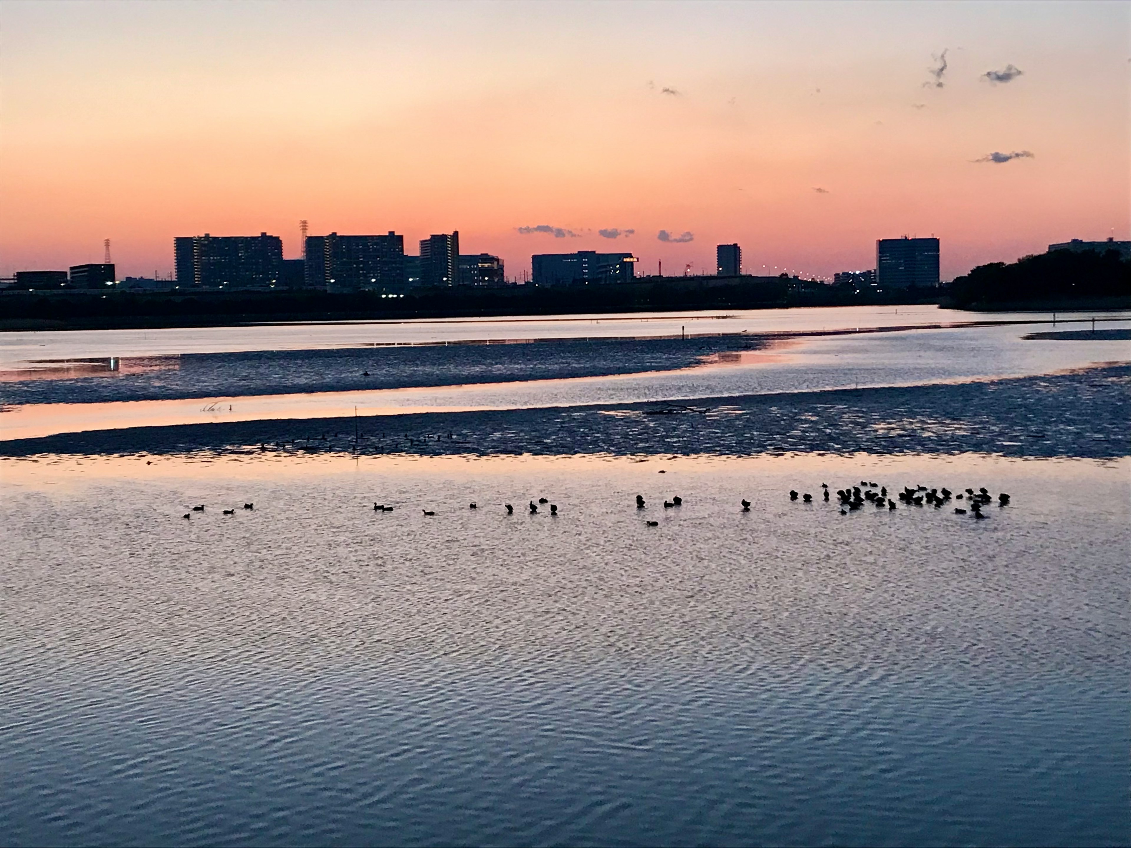 夕焼けの水面に映る都市のシルエットと干潟の鳥たち