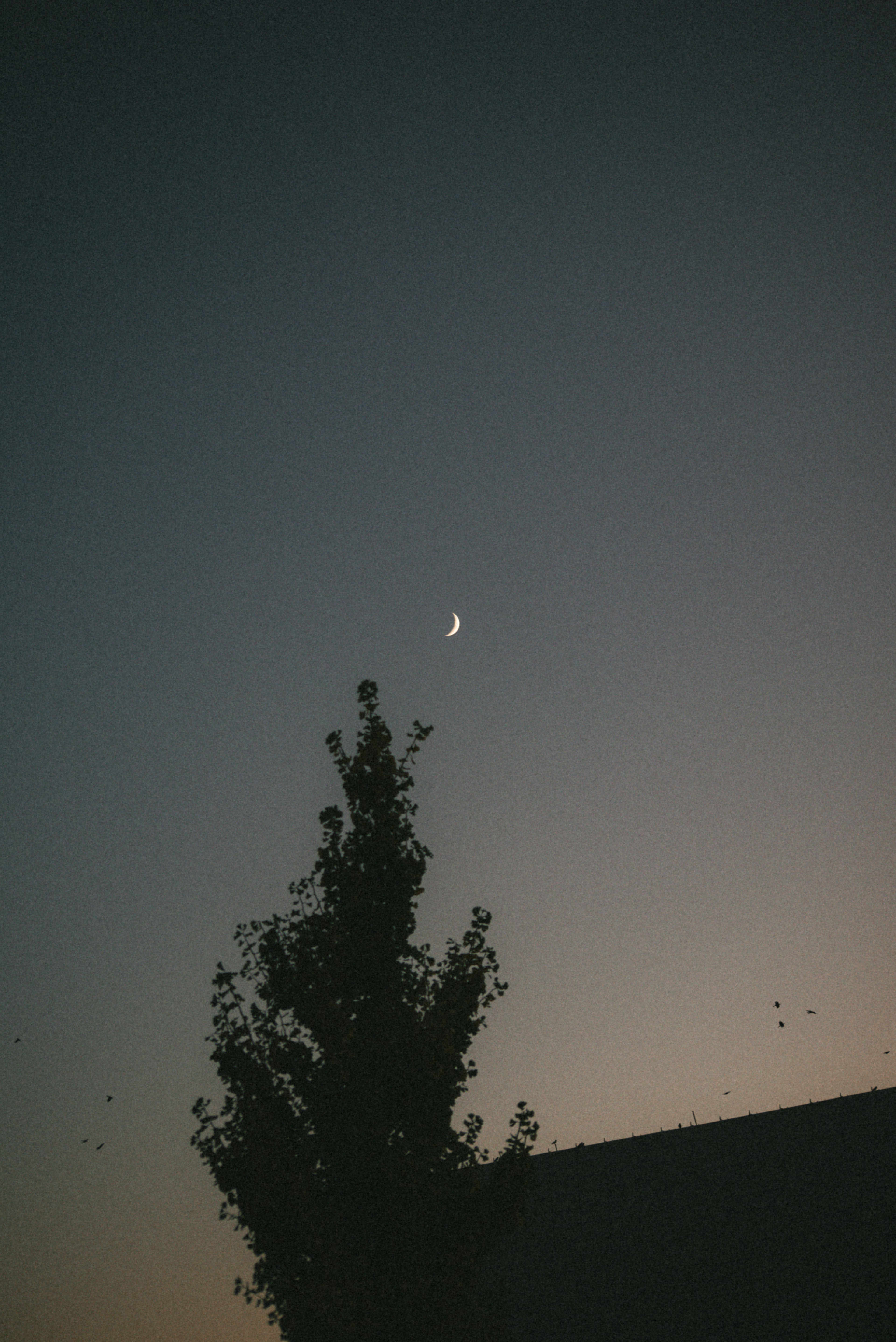 Lune croissante dans un ciel crépusculaire avec un arbre en silhouette