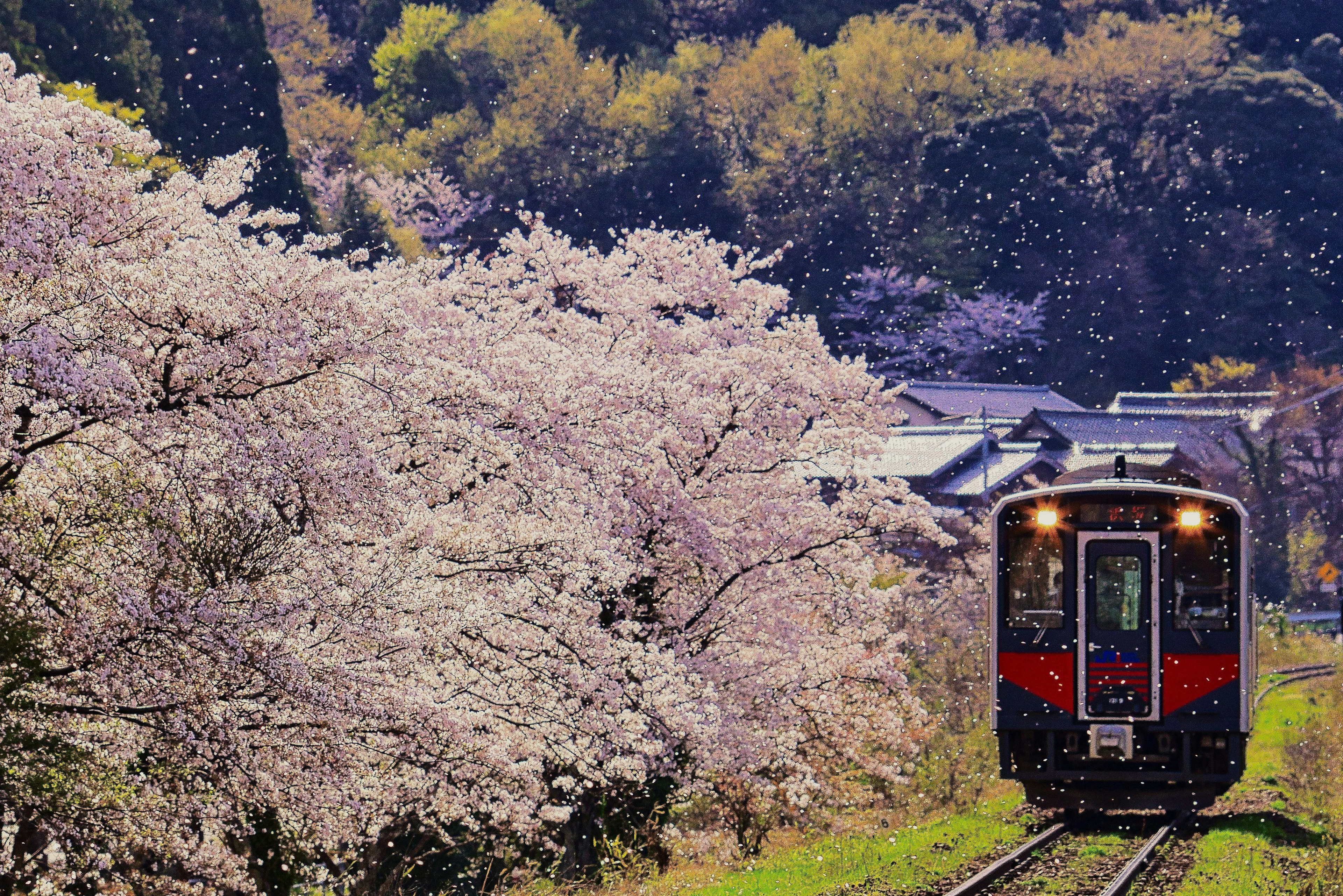 Kereta yang melintasi lanskap yang dikelilingi oleh pohon sakura