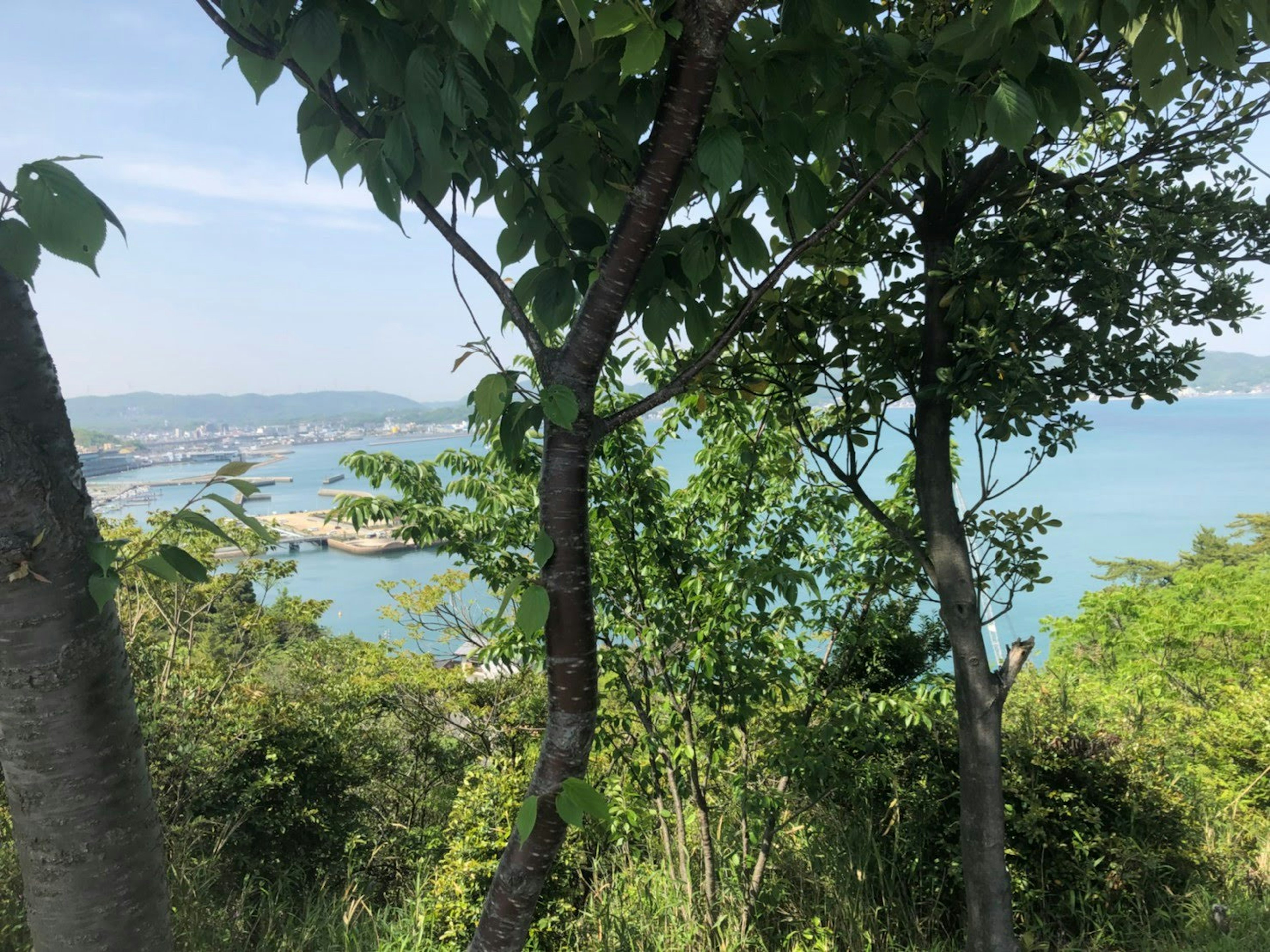 Scenic view of the sea and blue sky framed by lush green trees