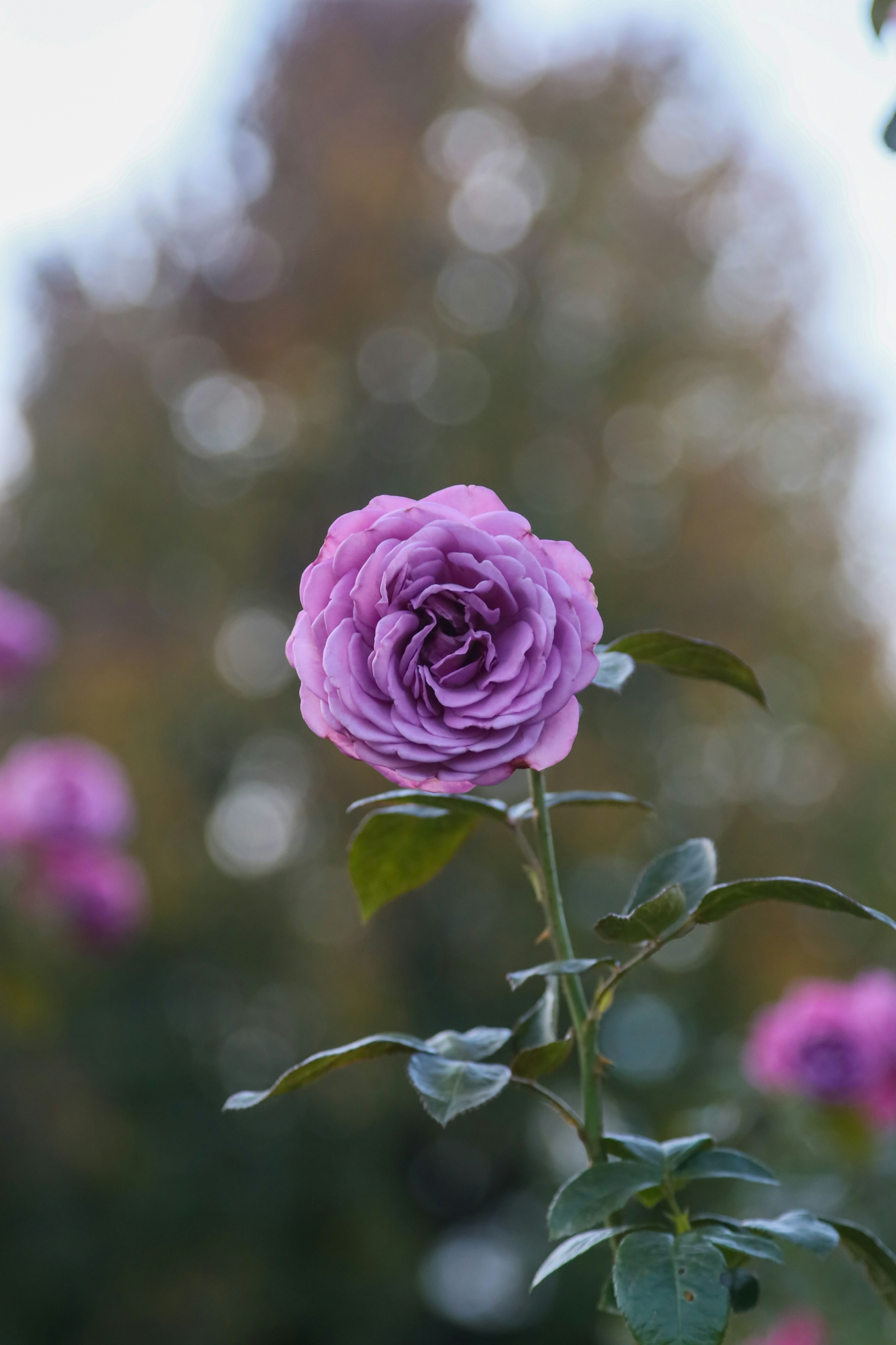 Eine lebendige lila Rose im Fokus mit unscharfem Hintergrund