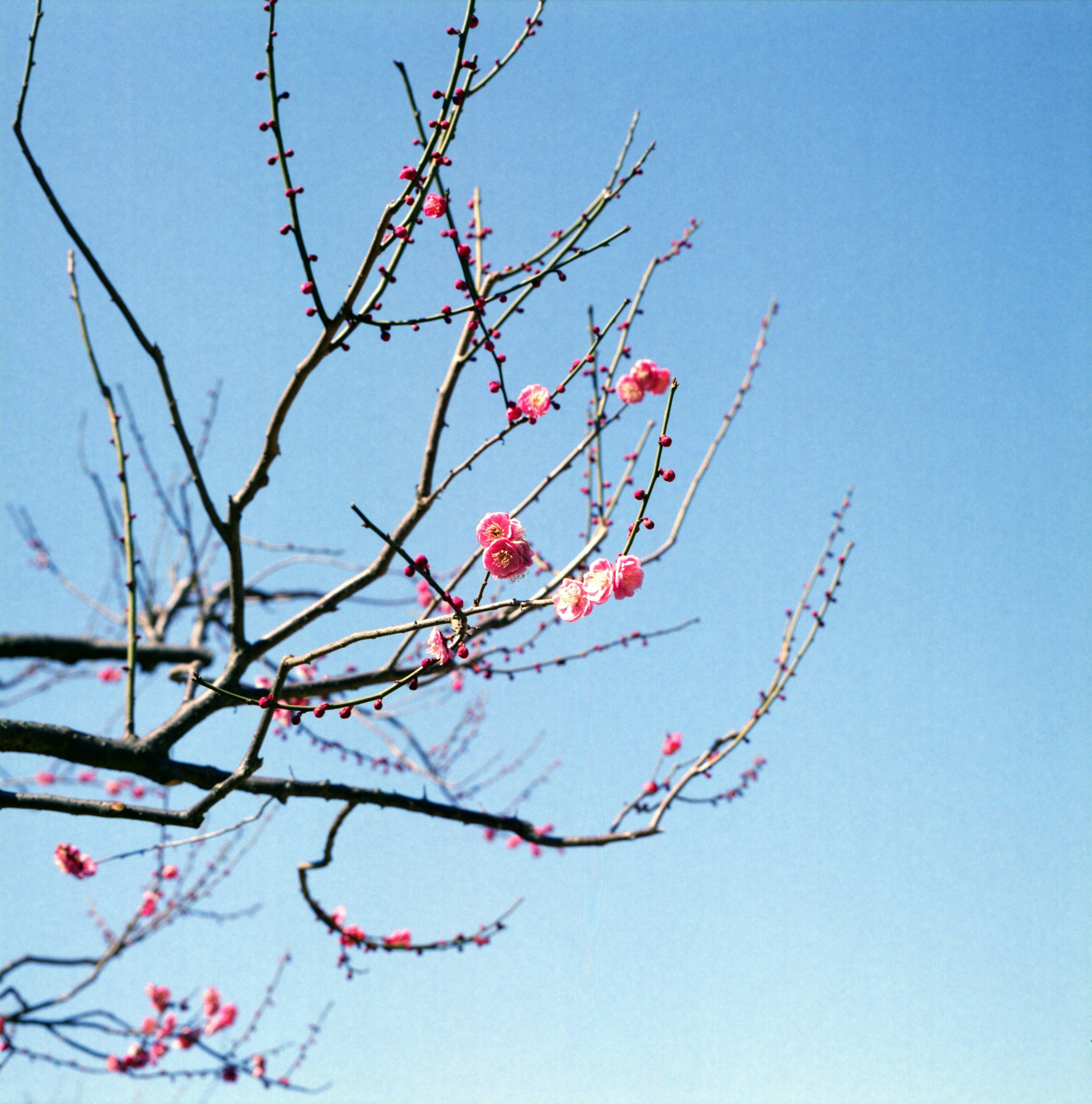 Branches of peach blossoms against a clear blue sky