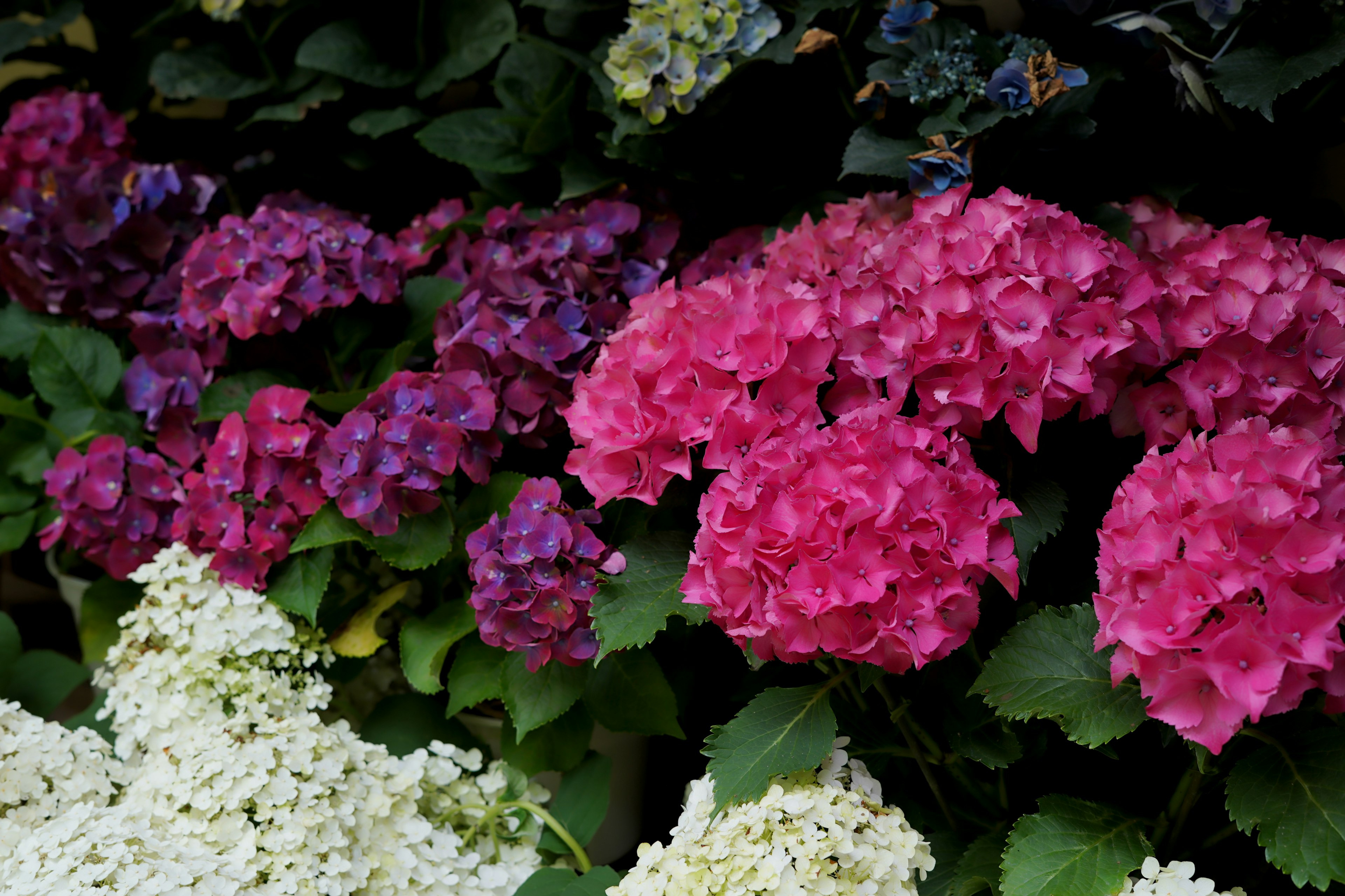 色とりどりのアジサイの花が咲いている庭