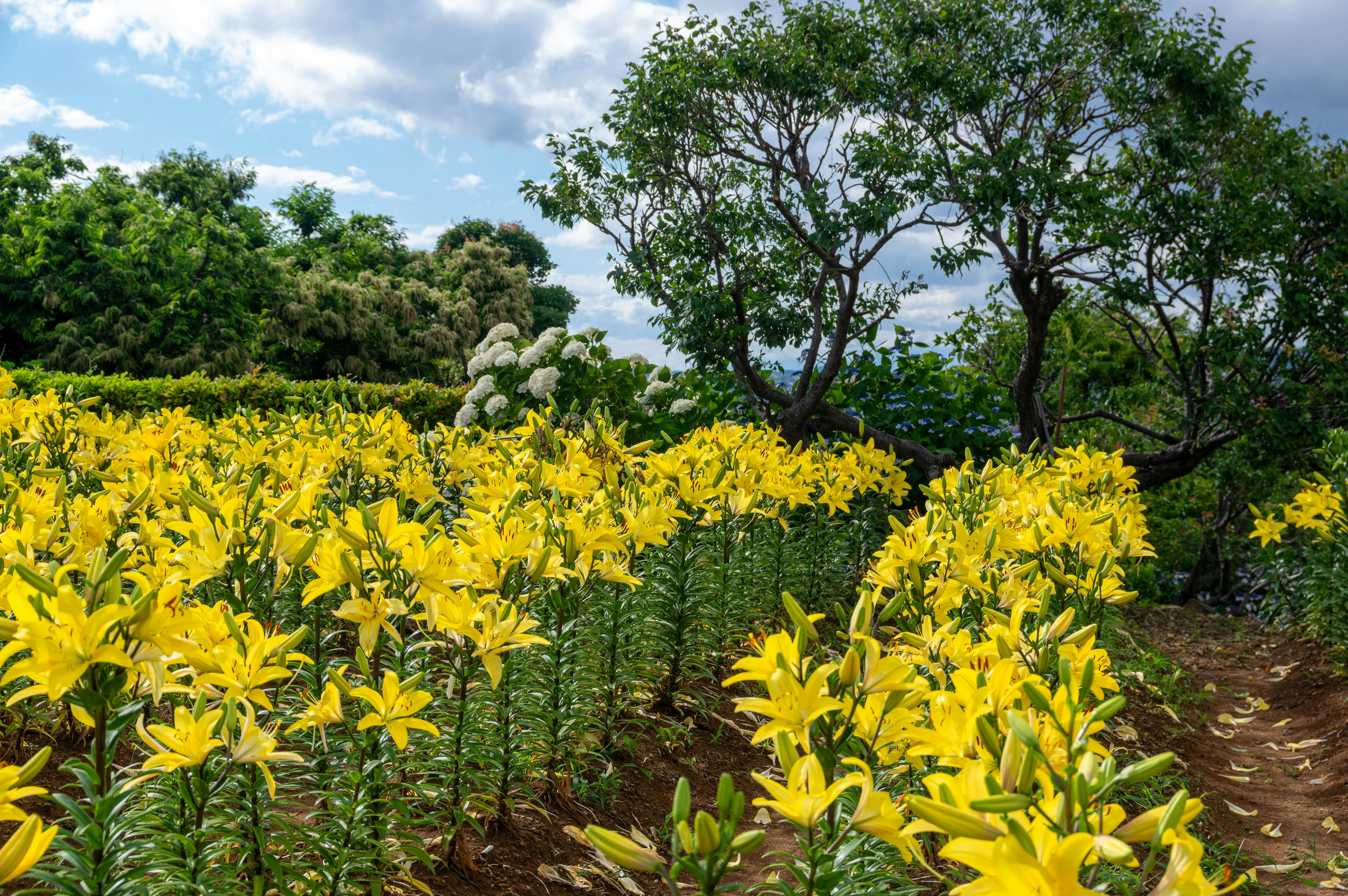 黄色いユリの花が咲く畑の風景