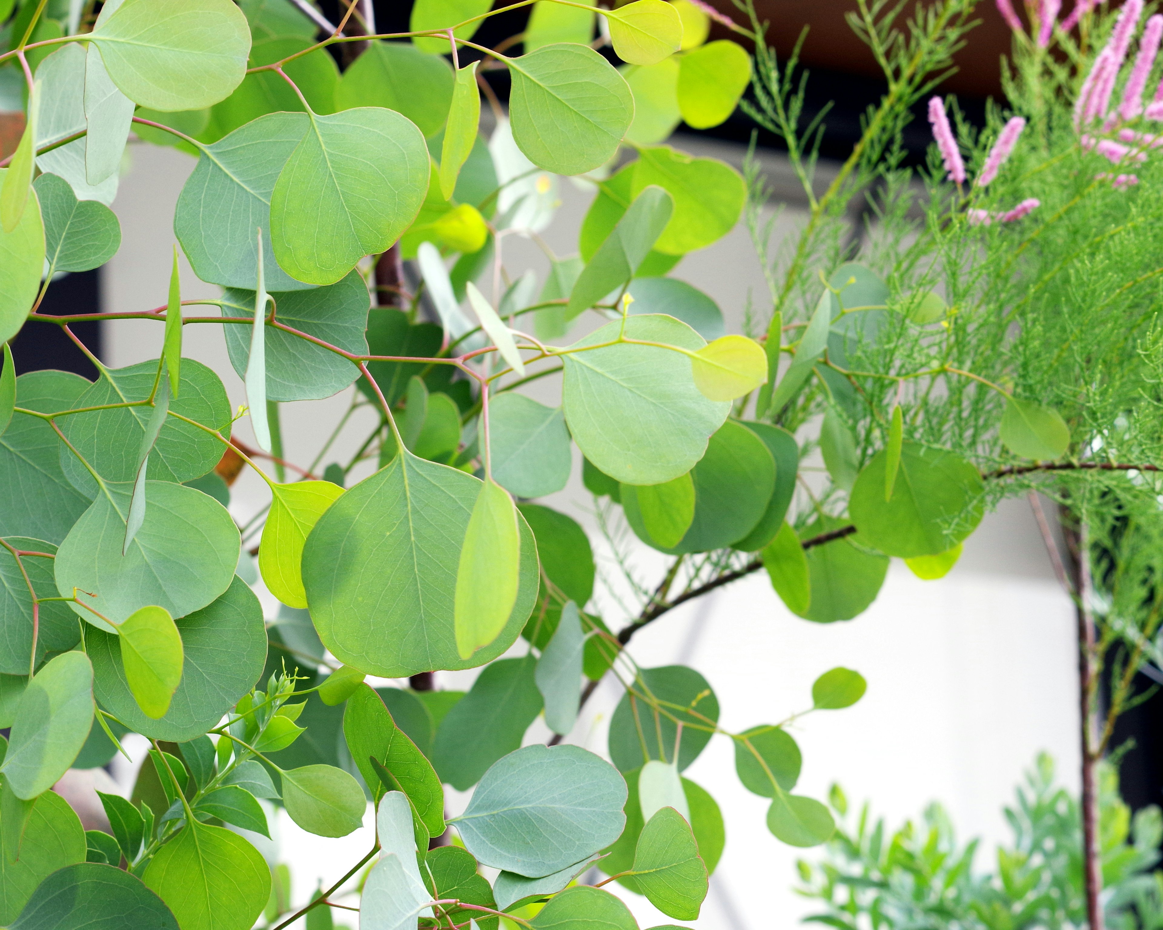 緑の葉とピンクの花が咲く植物のクローズアップ