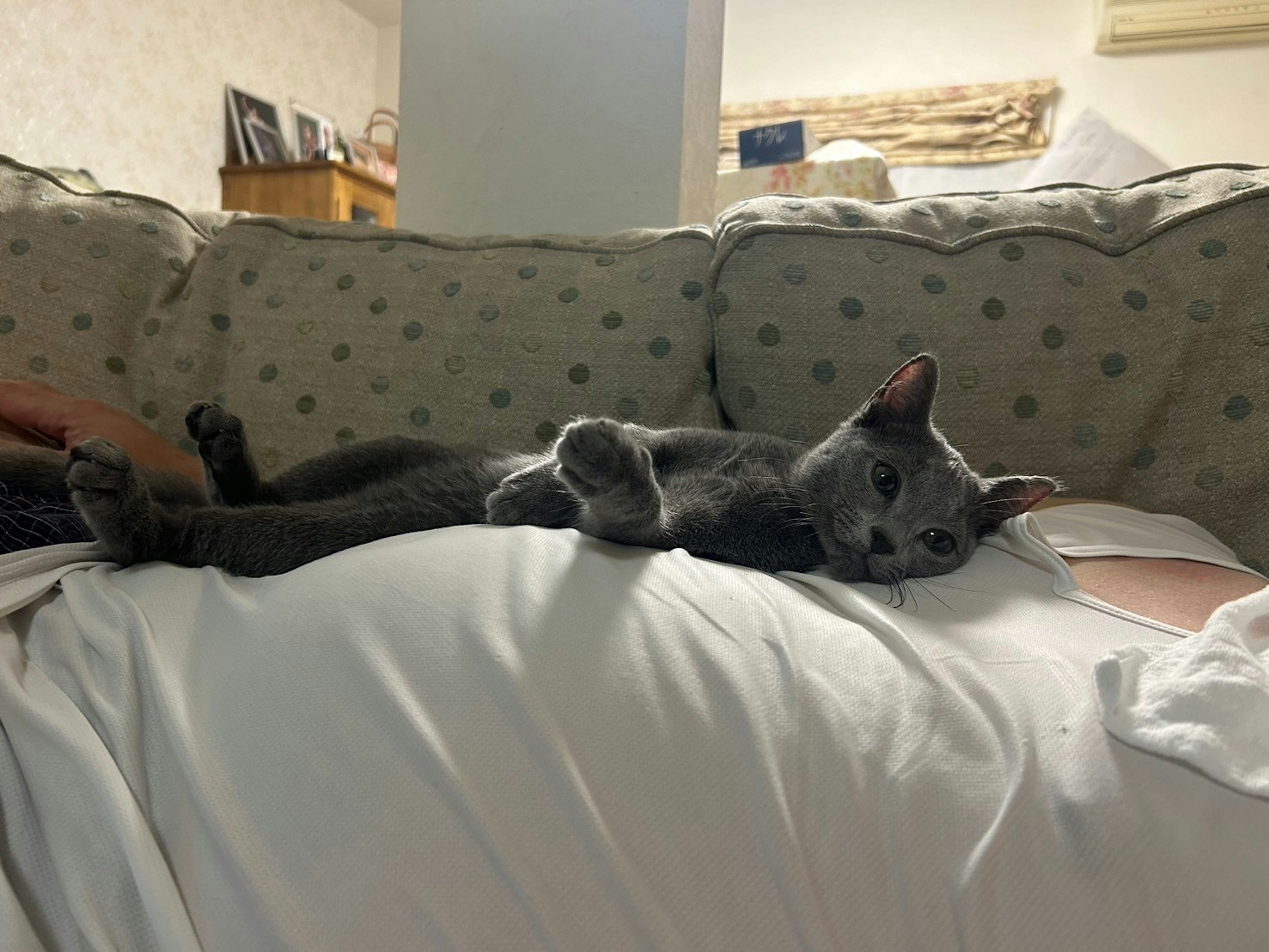 A gray cat lying on a person's stomach