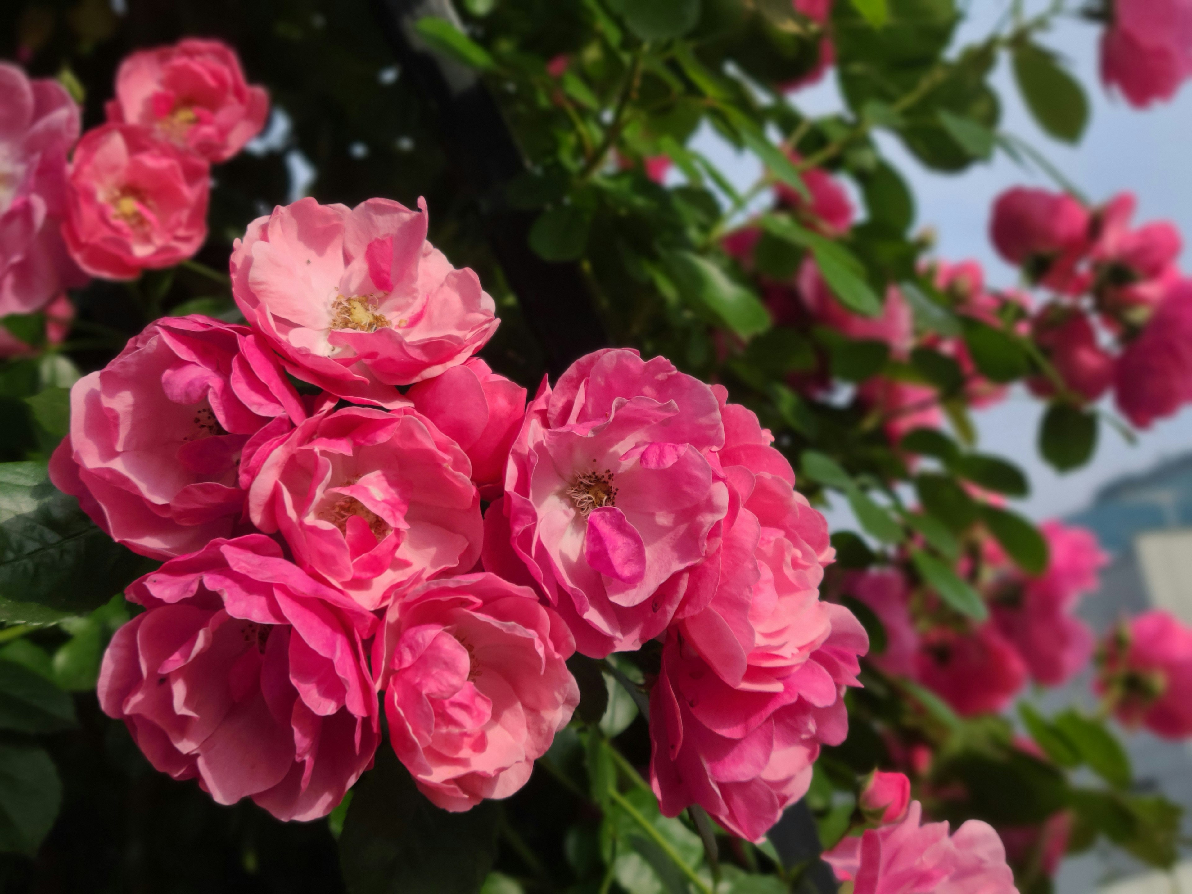 Vibrant pink rose flowers blooming on a green bush