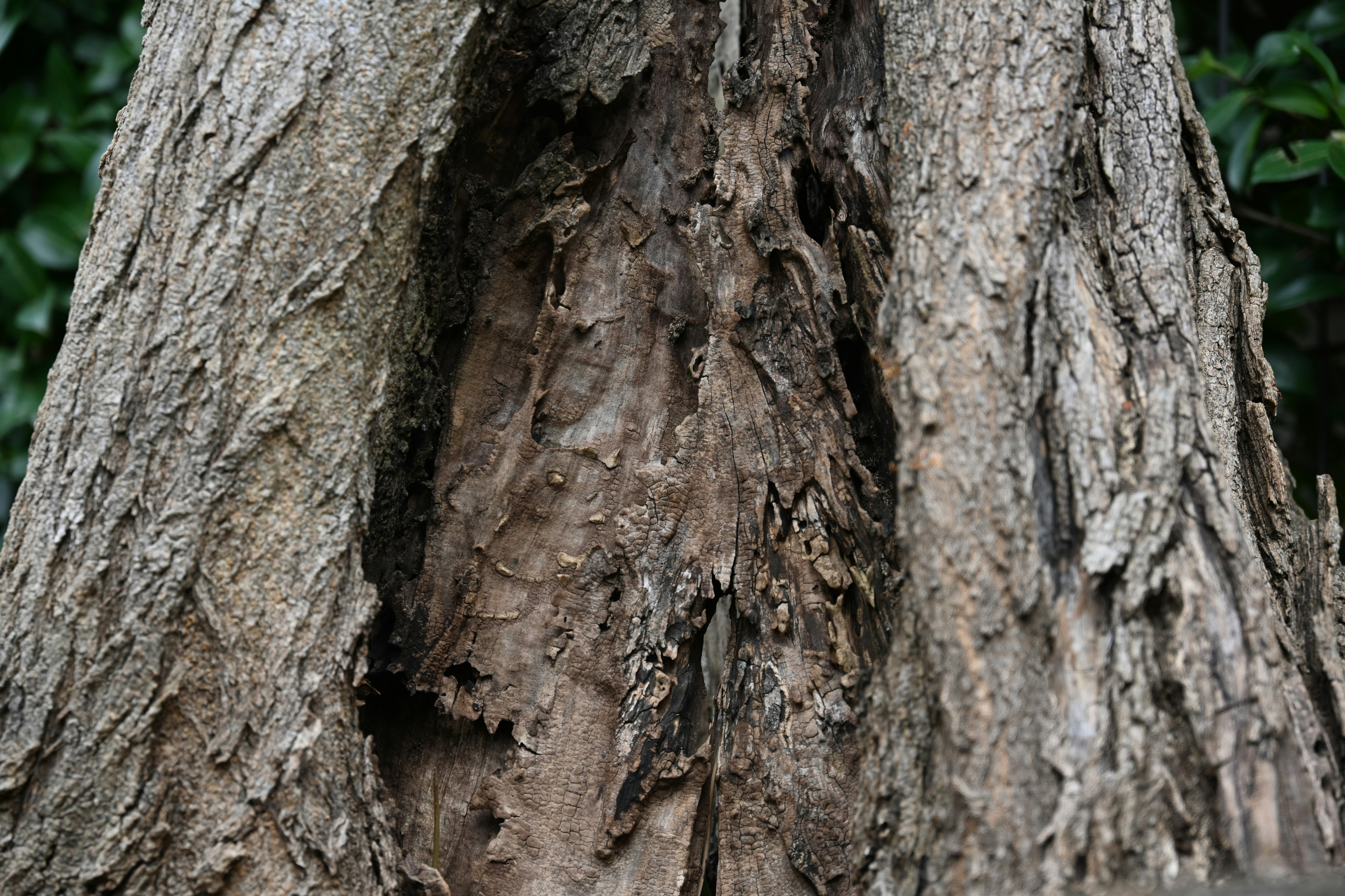 Primo piano di un tronco d'albero che mostra la corteccia texturizzata e le fessure