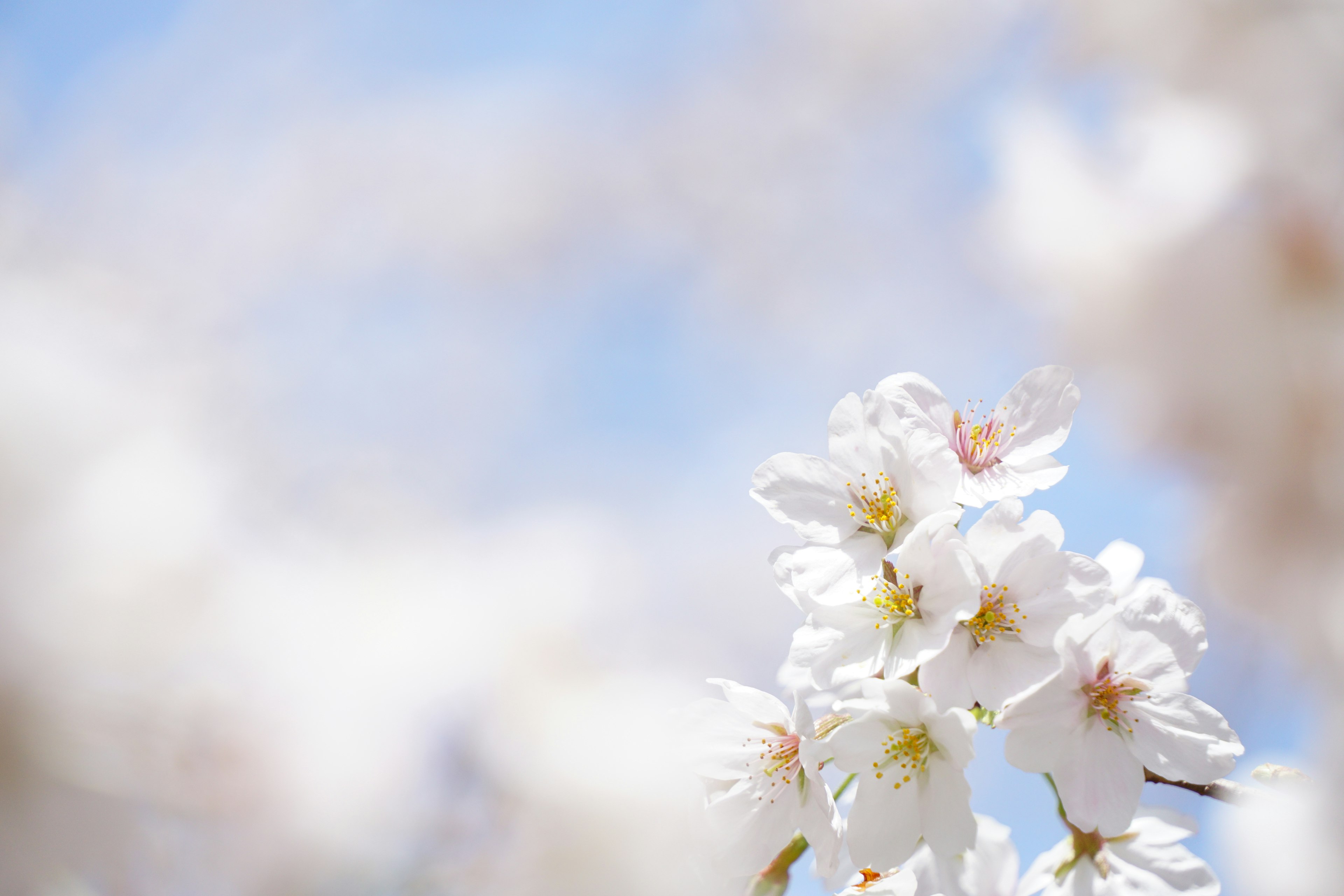 Nahaufnahme von Kirschblüten vor einem sanften blauen Himmel