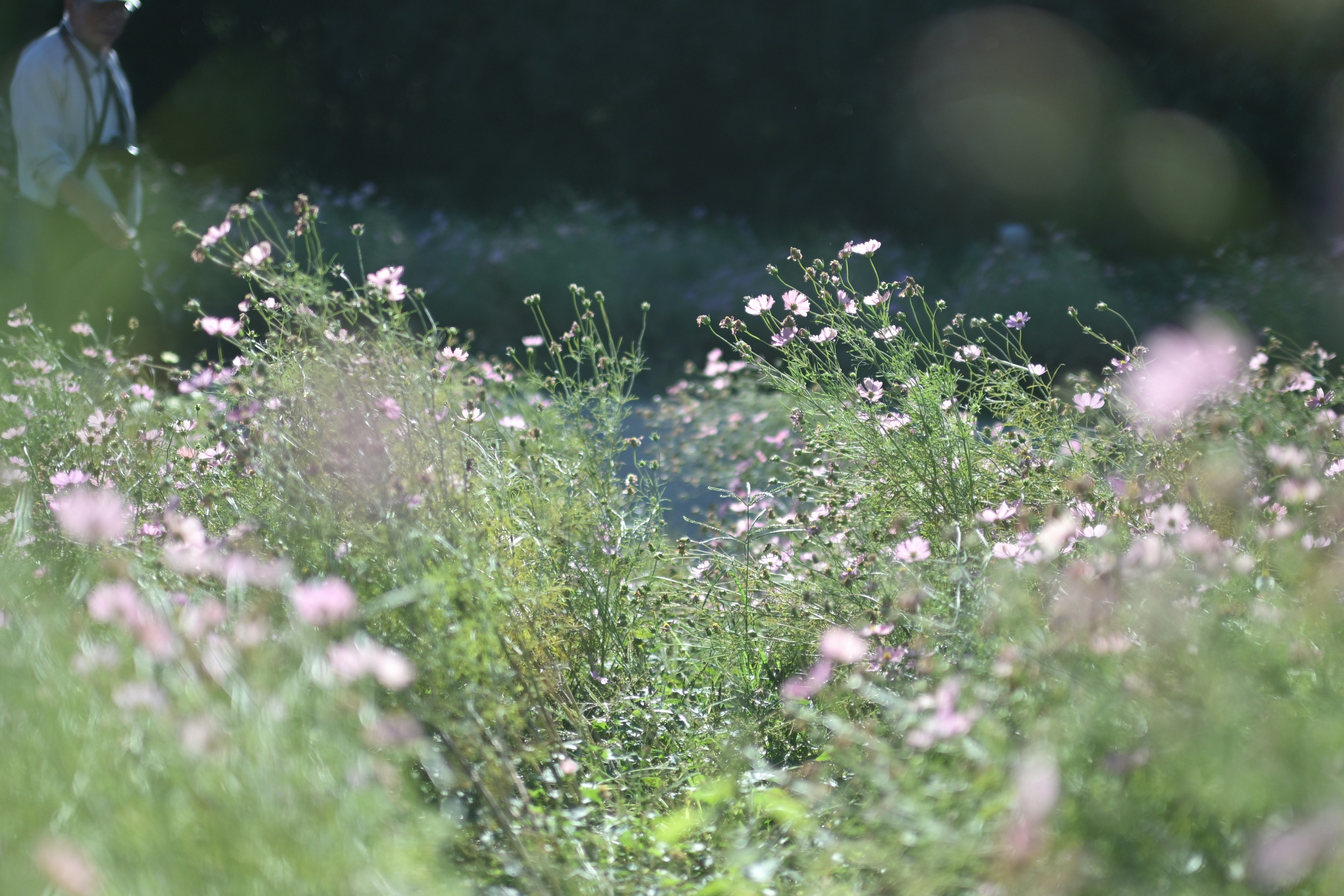 Una persona in piedi in un campo verde pieno di fiori in fiore