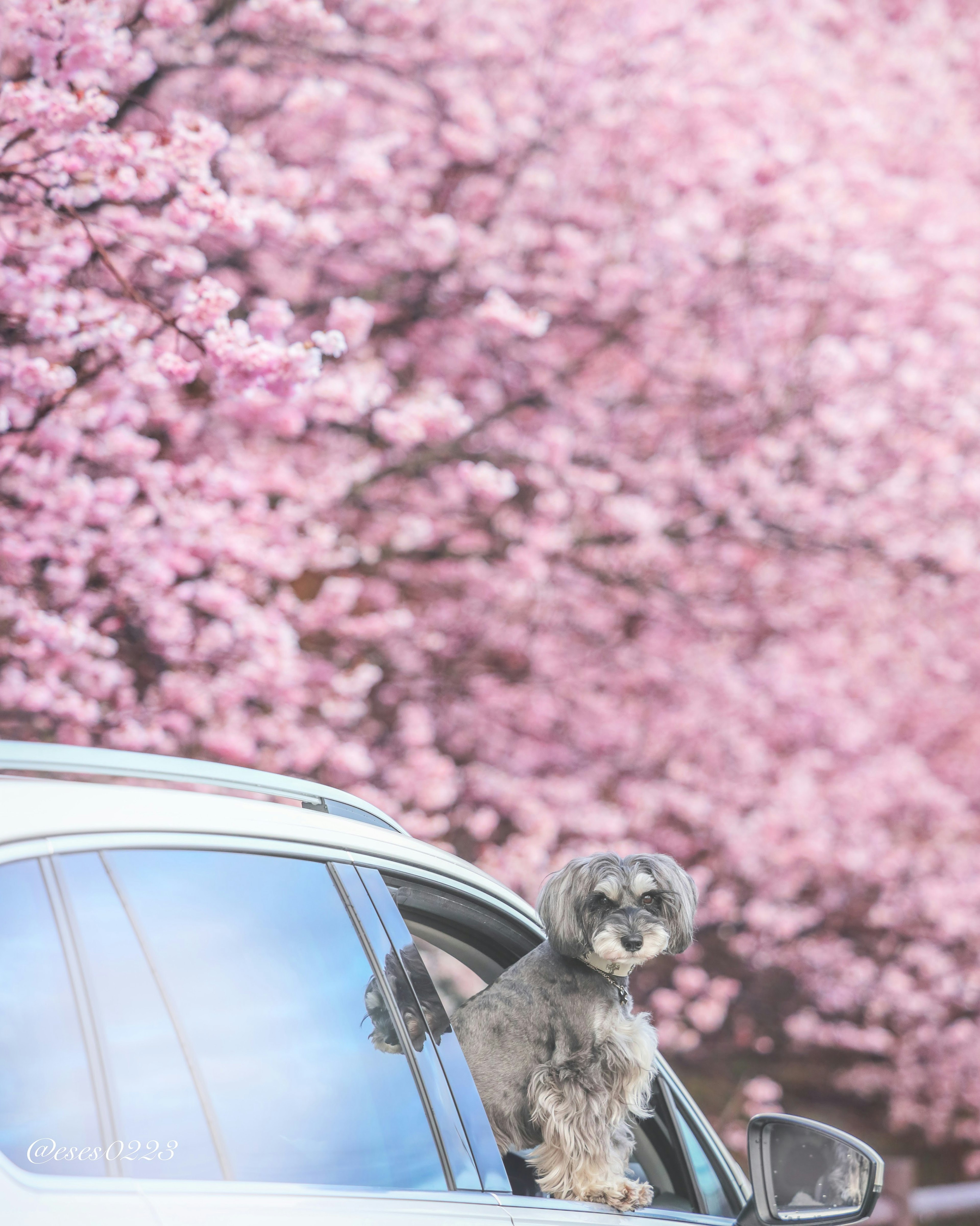 Perro mirando por la ventana de un coche con cerezos en flor de fondo