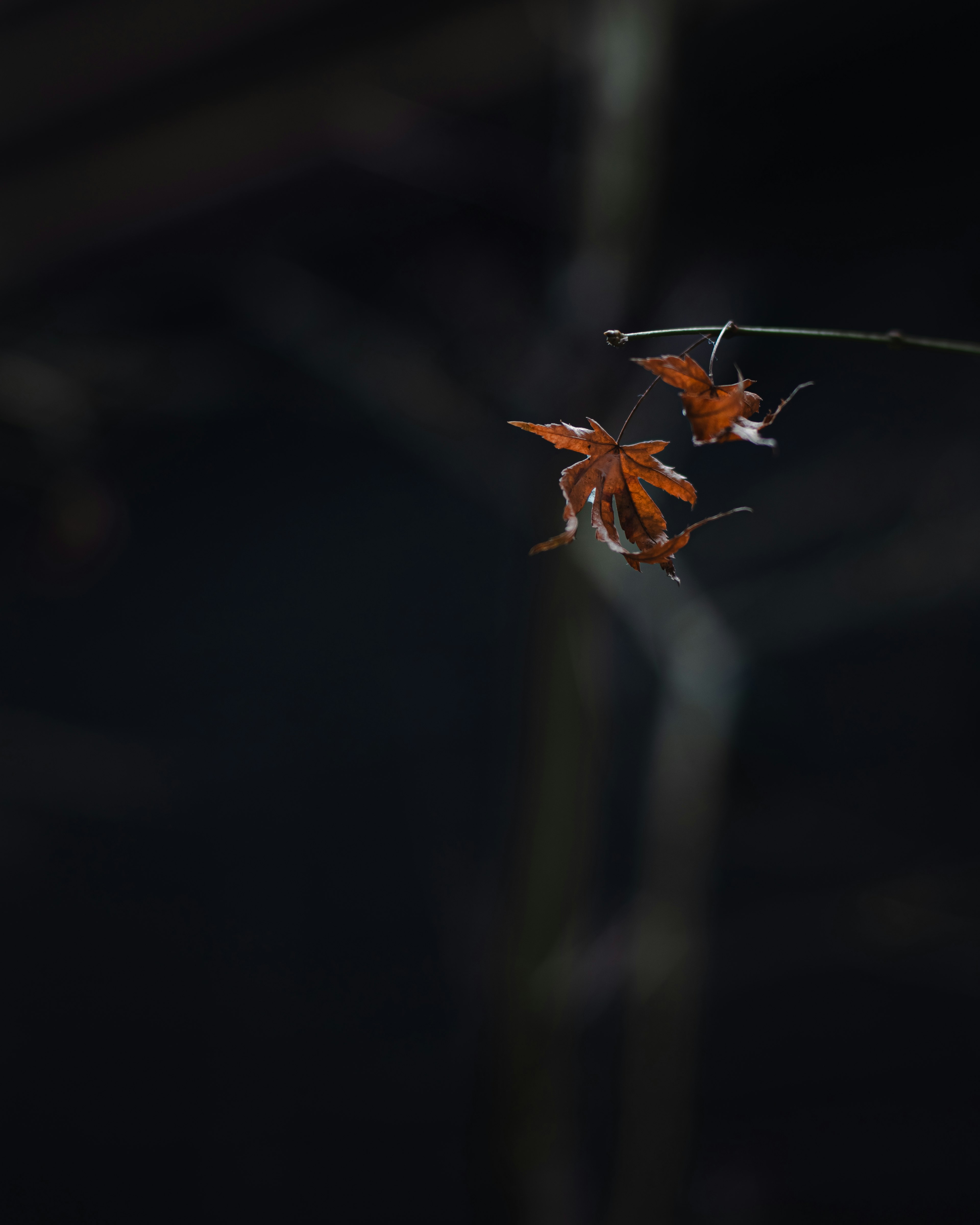 Imagen con flores naranjas sobre un fondo oscuro