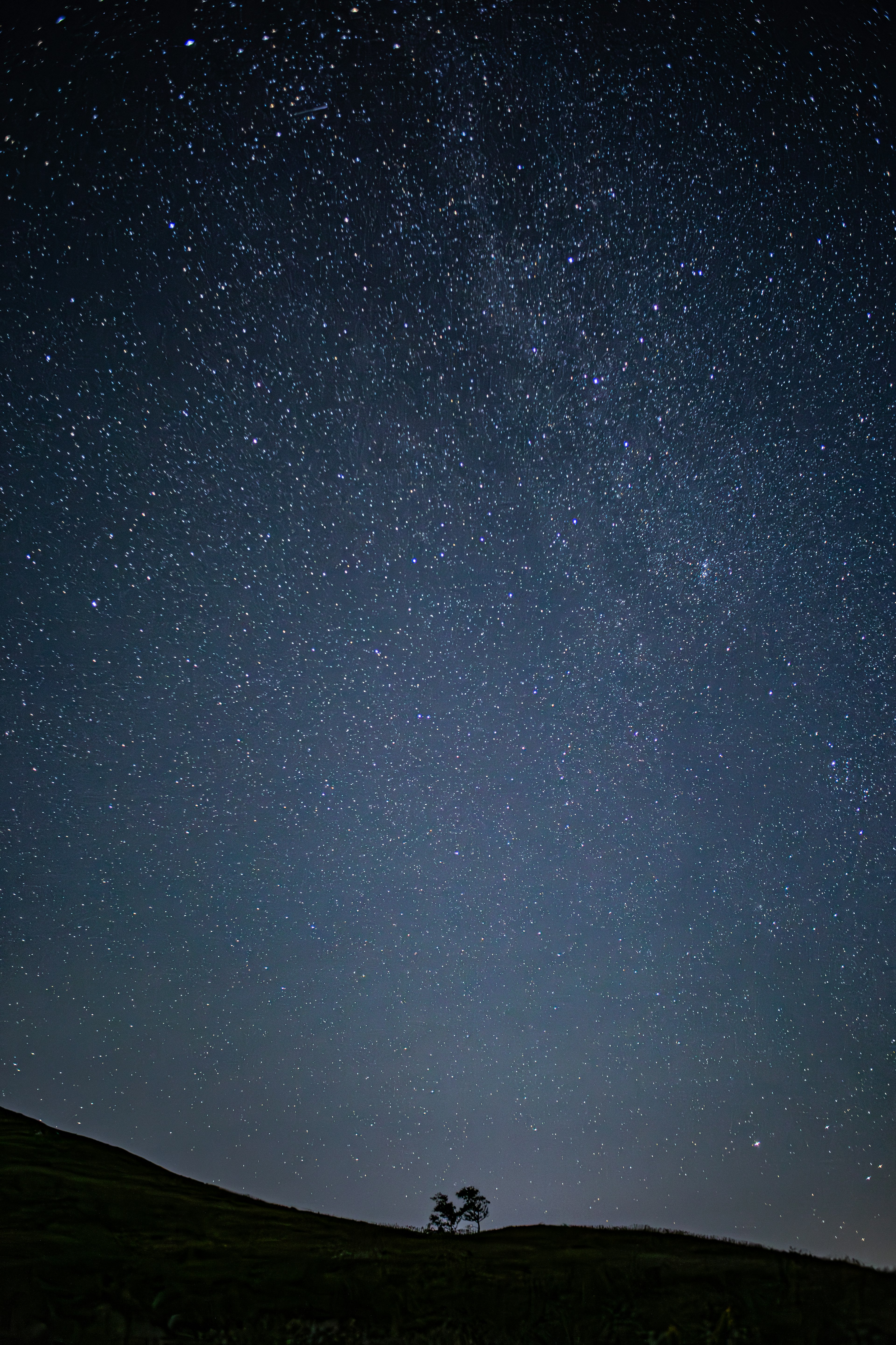 Un cielo stellato con la silhouette di un piccolo albero