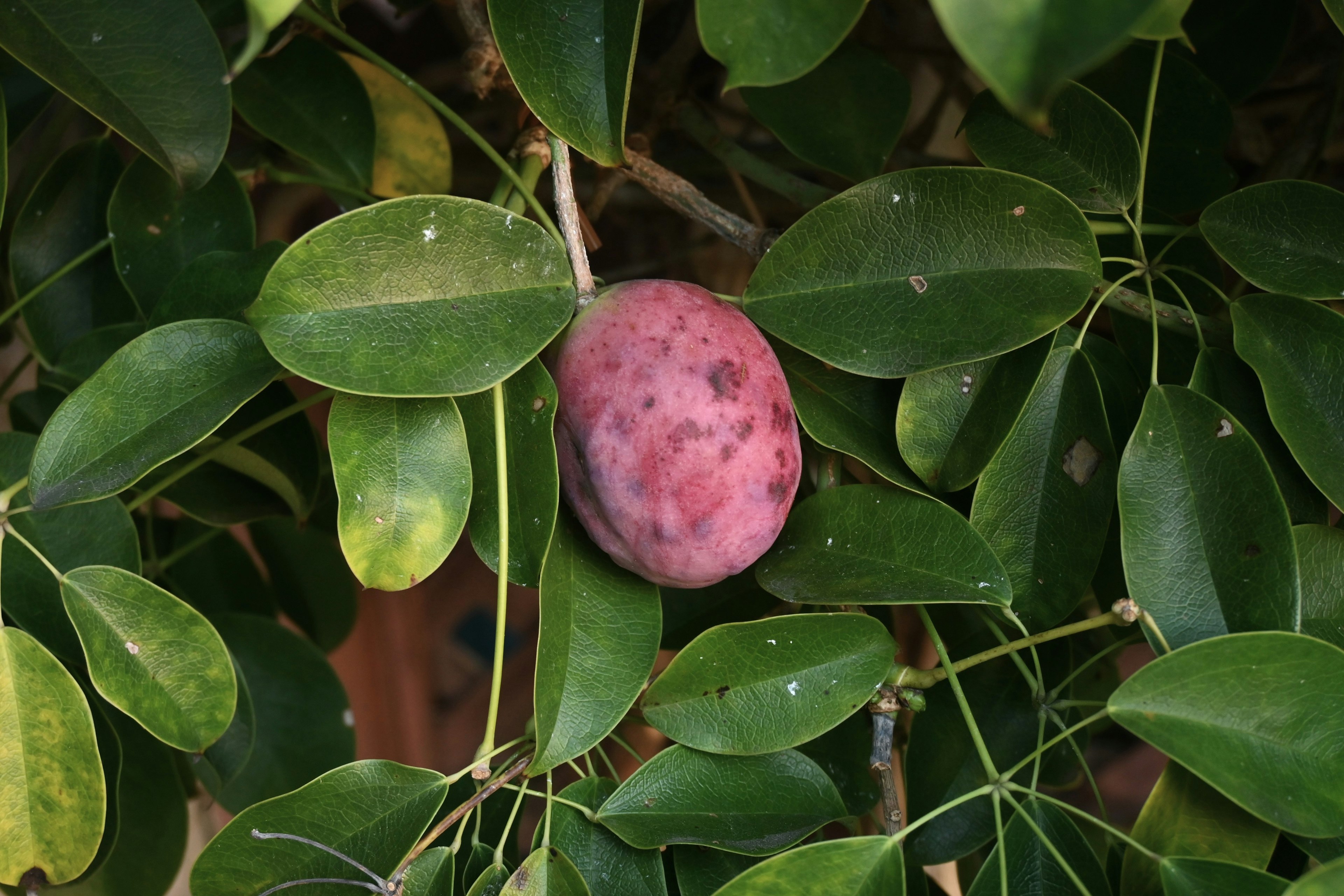 Lila Frucht umgeben von grünen Blättern