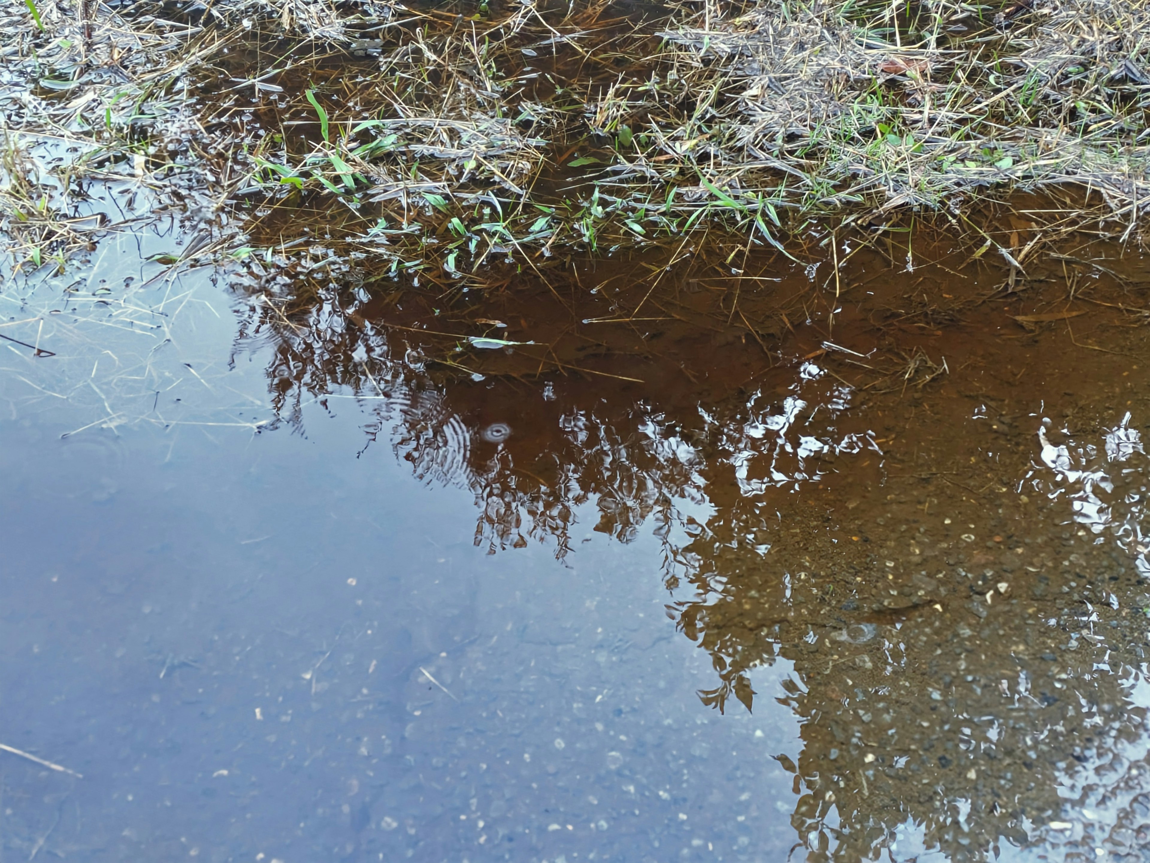 Calm scene with reflections of plants and grass on the water surface