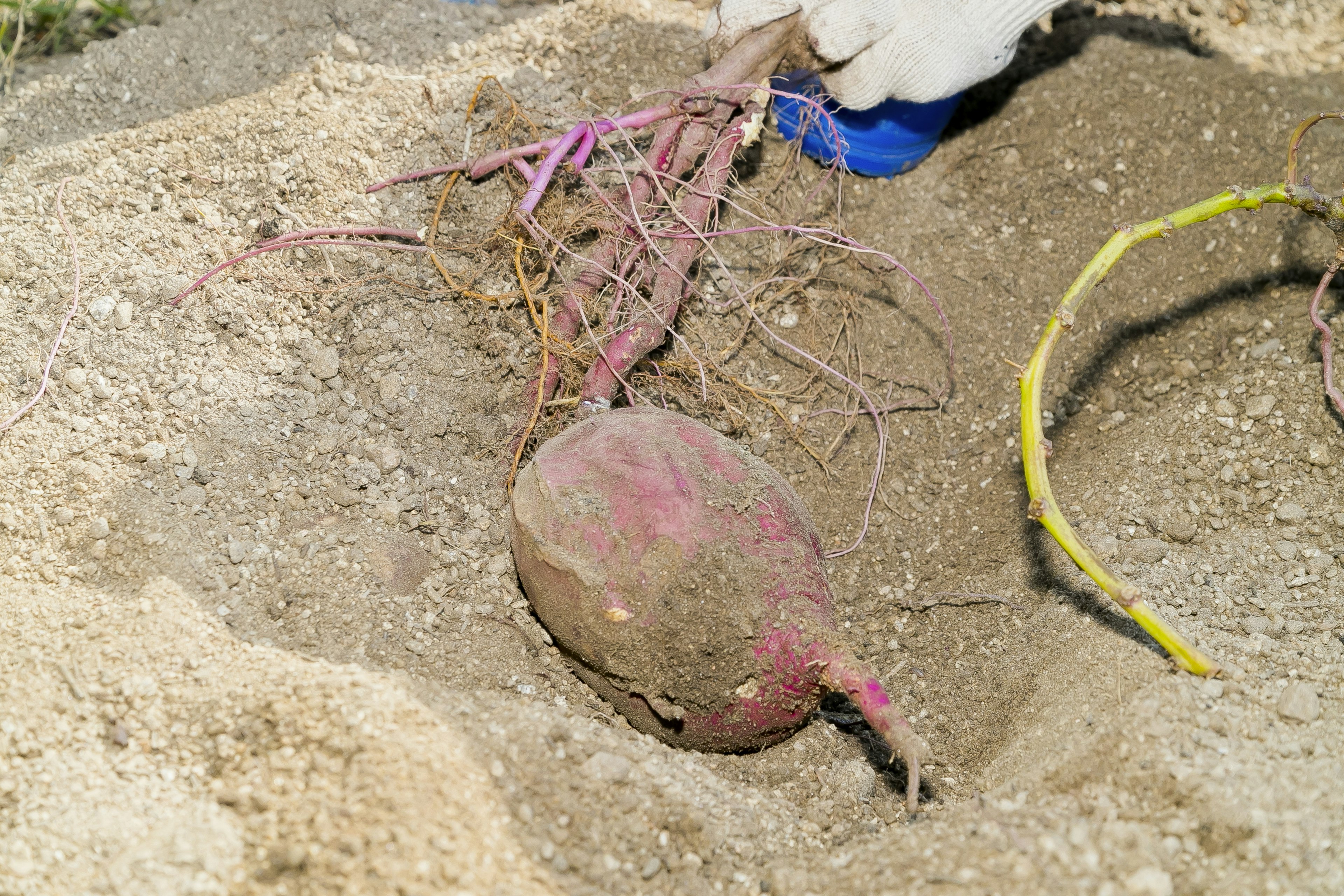 Purple sweet potato being harvested from the soil with visible roots