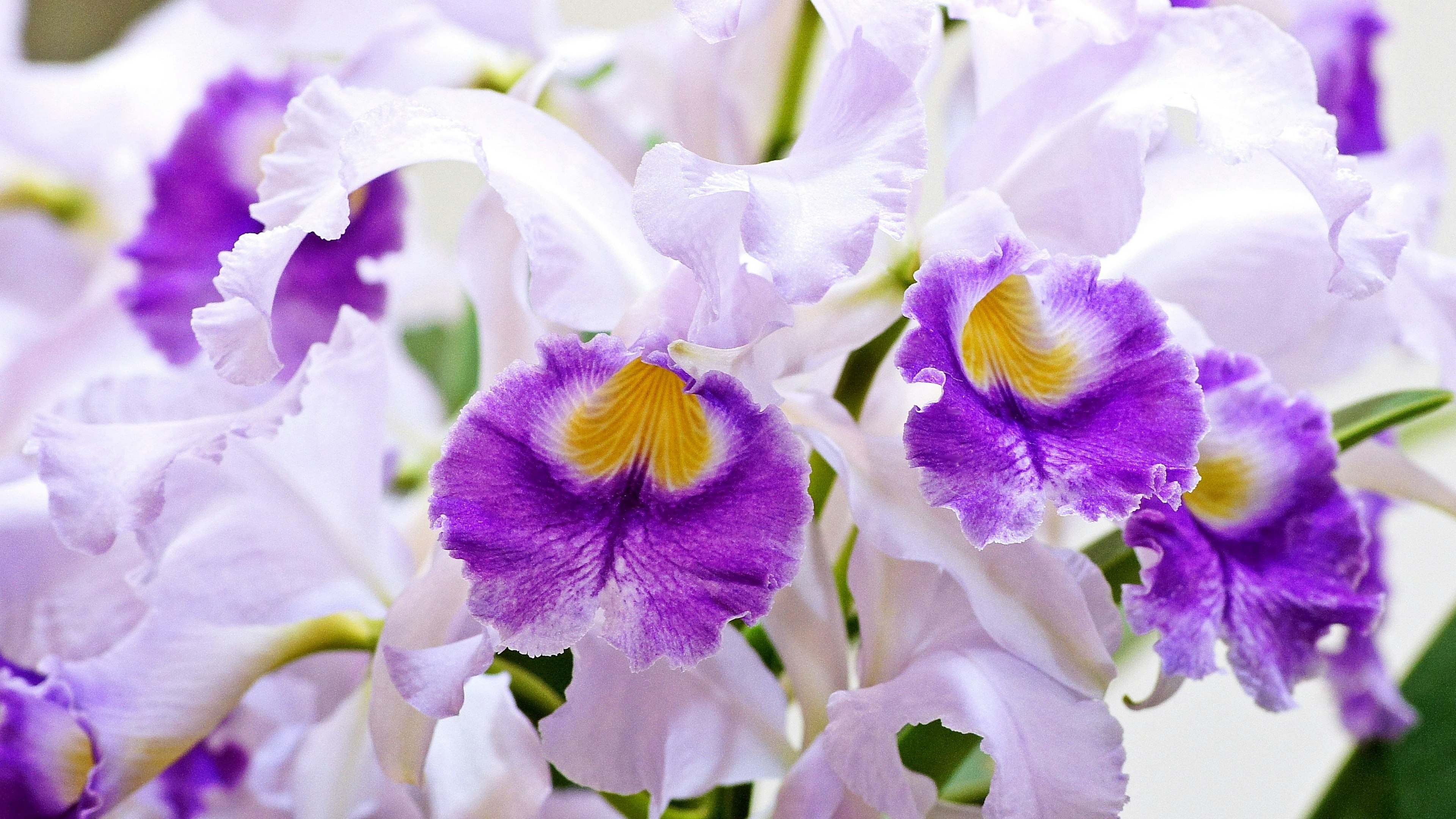 Acercamiento de hermosas orquídeas con pétalos morados y blancos