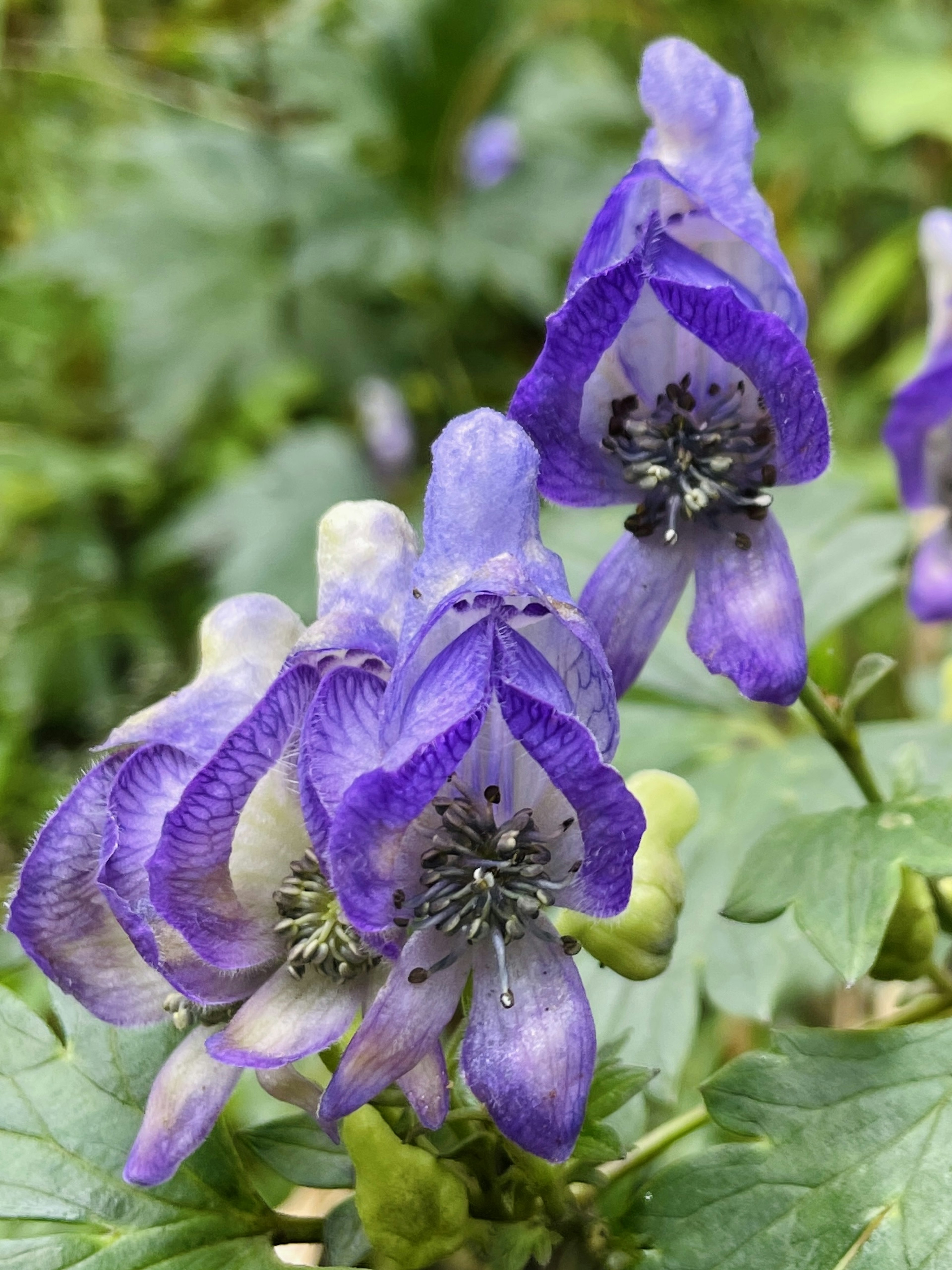 Primer plano de hermosas flores moradas en flor en una planta