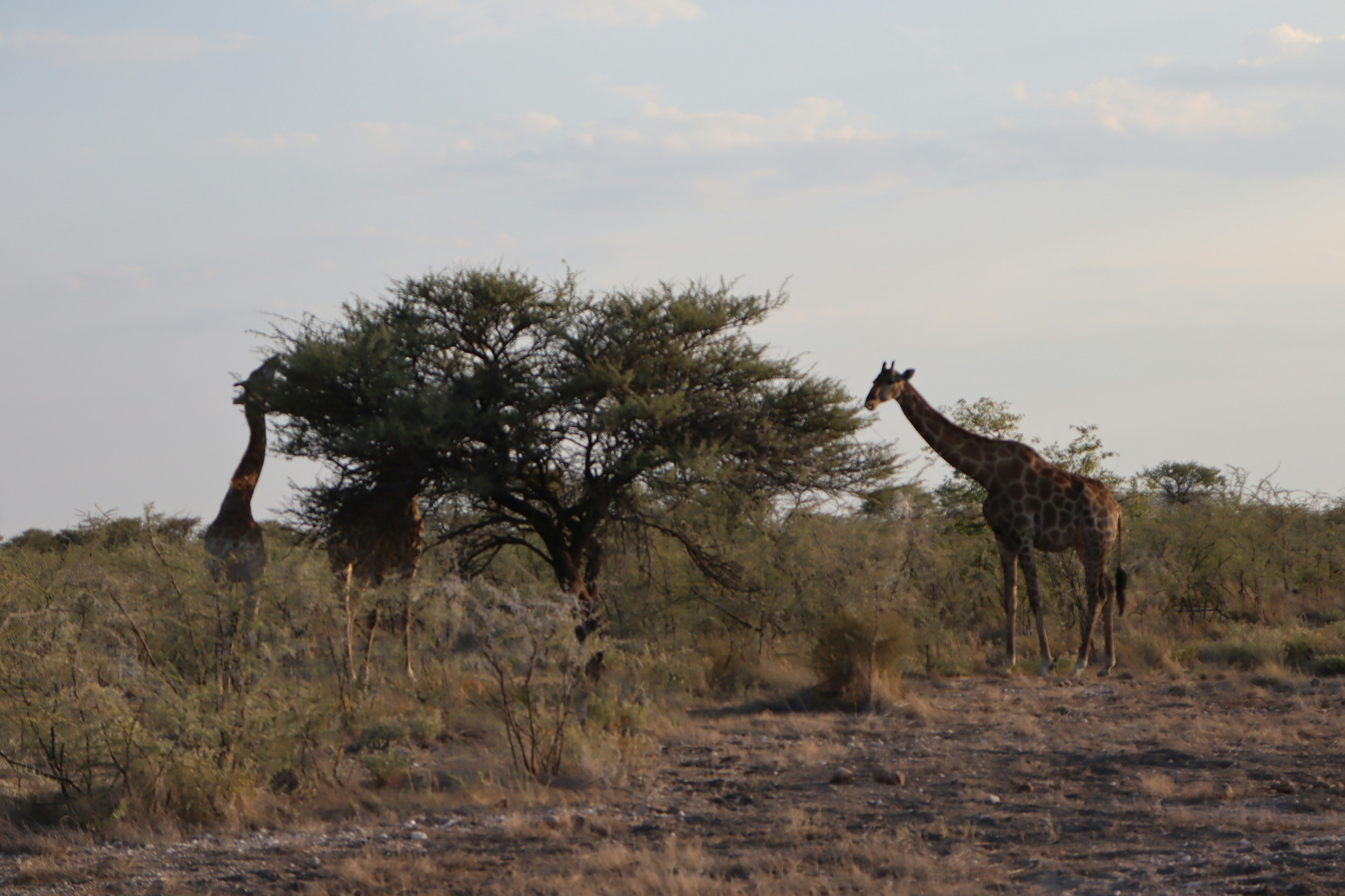 Deux girafes près d'un arbre dans la savane