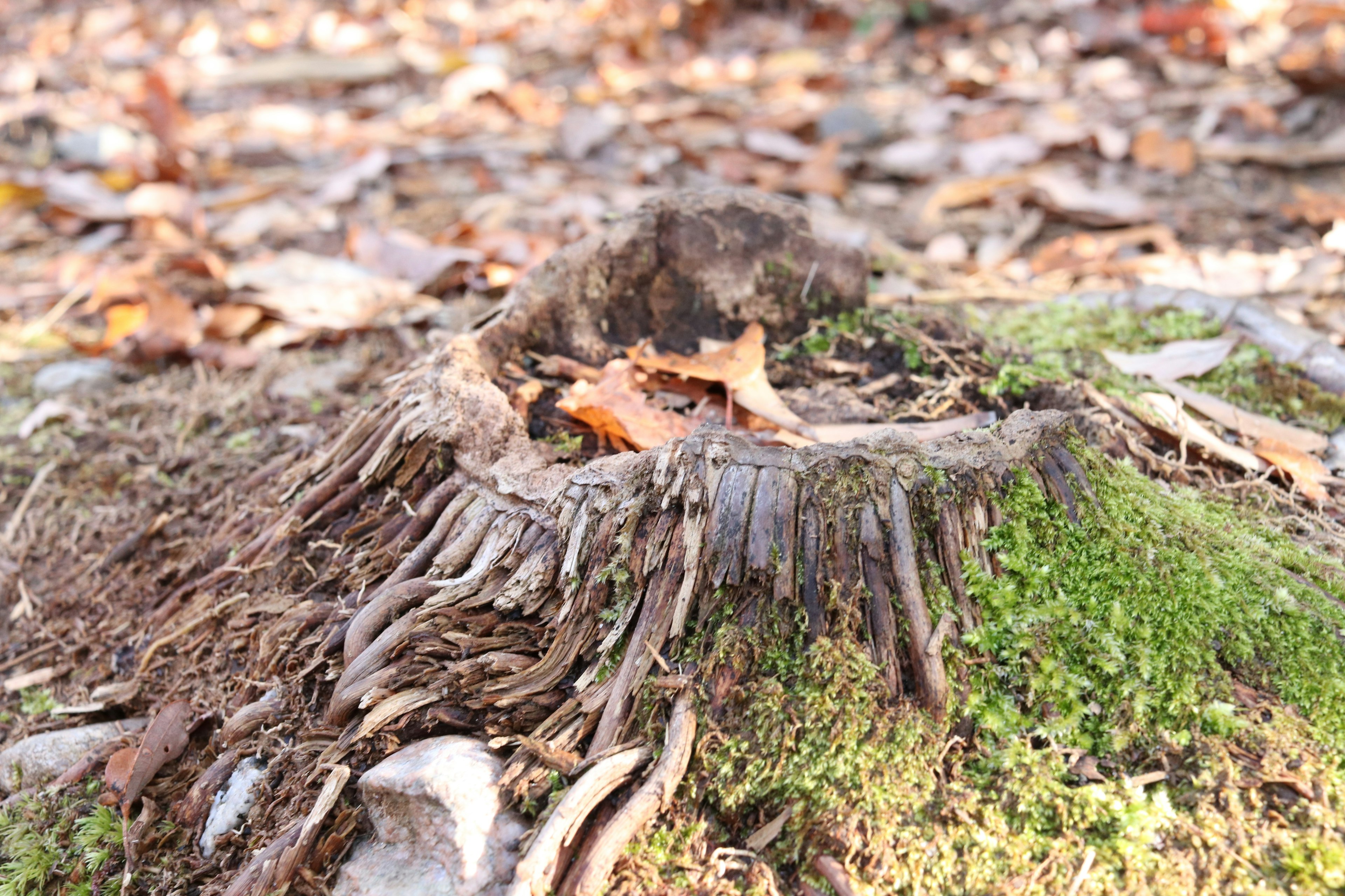 Une souche d'arbre recouverte de mousse et de feuilles tombées