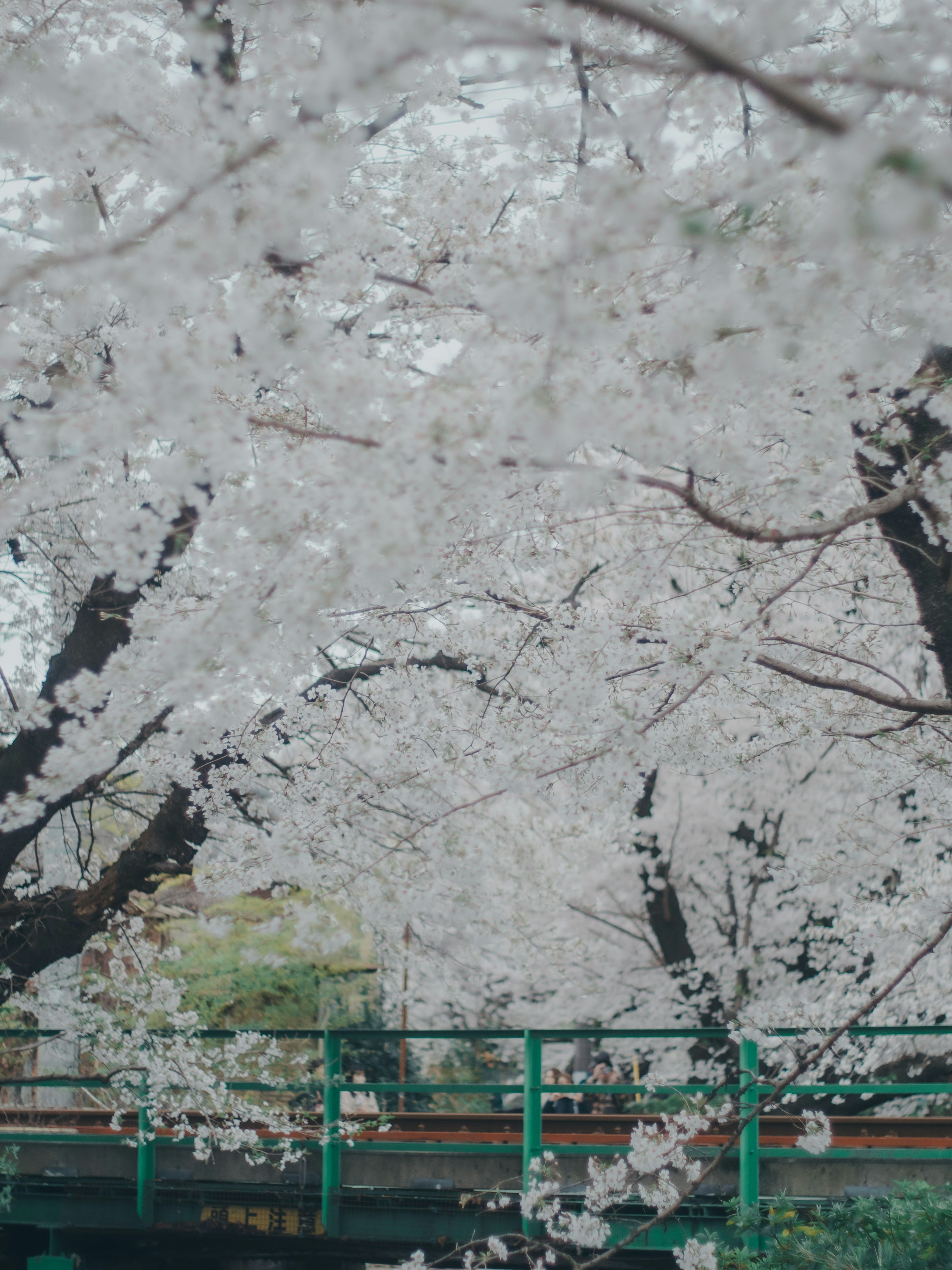 桜の花が満開の風景 緑の橋が見える