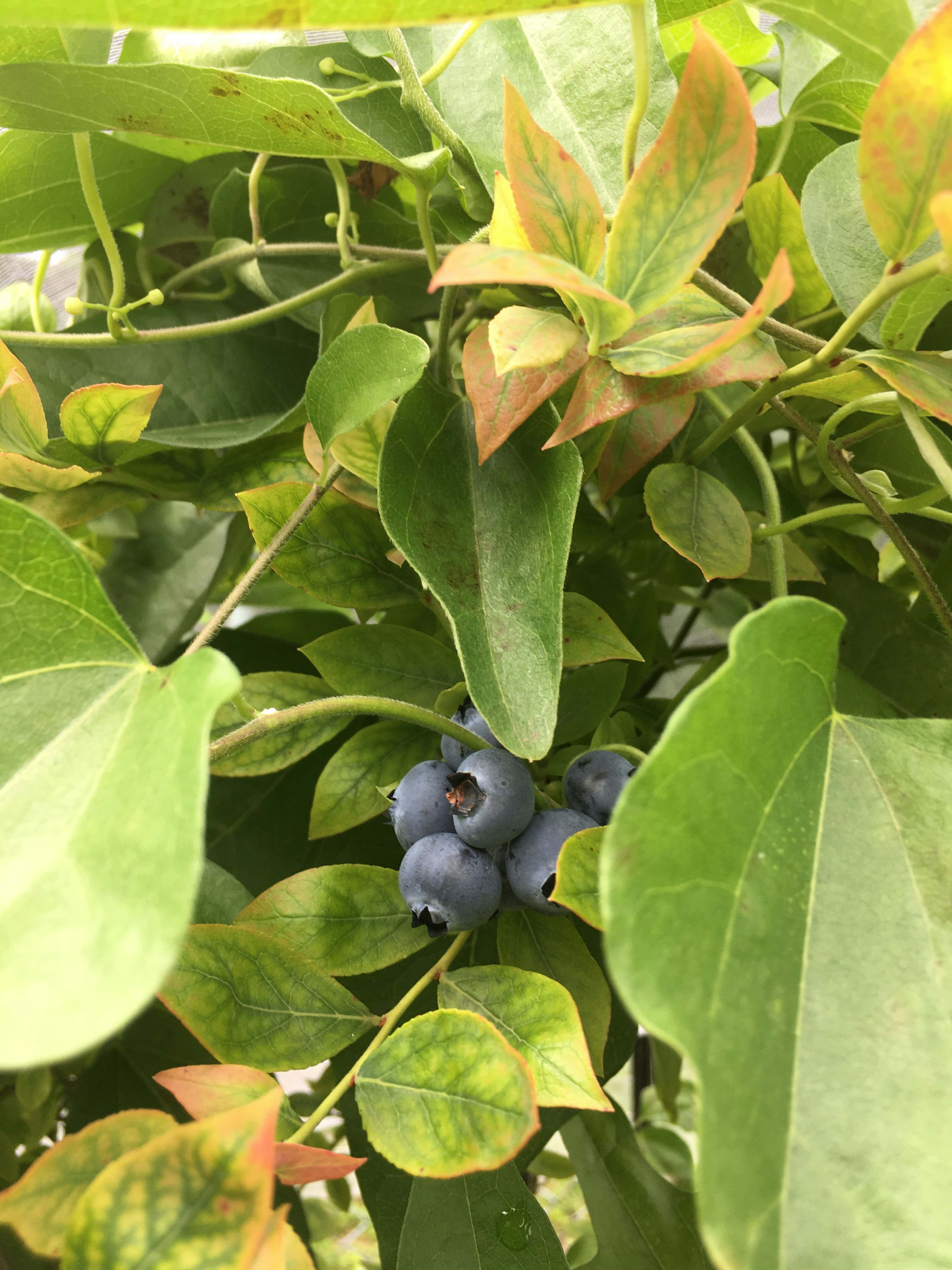 Blue blueberries nestled among green leaves